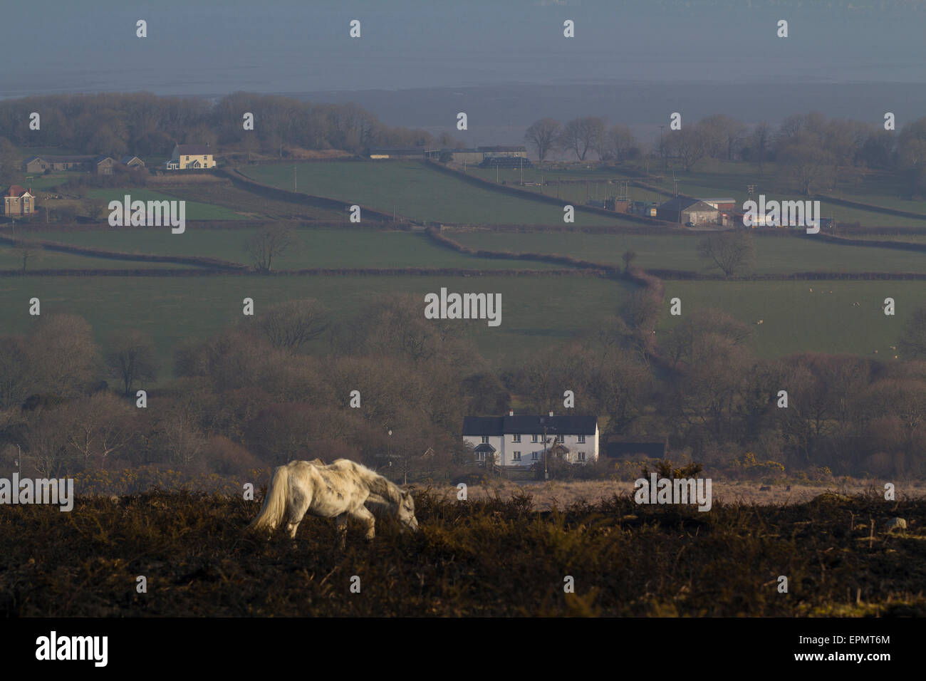 Wilde Ponys grasen auf verbranntem Heidekraut Grünland, Rhossili Down, Gower Halbinsel, Swansea, Glamorgan, Wales, Vereinigtes Königreich Stockfoto