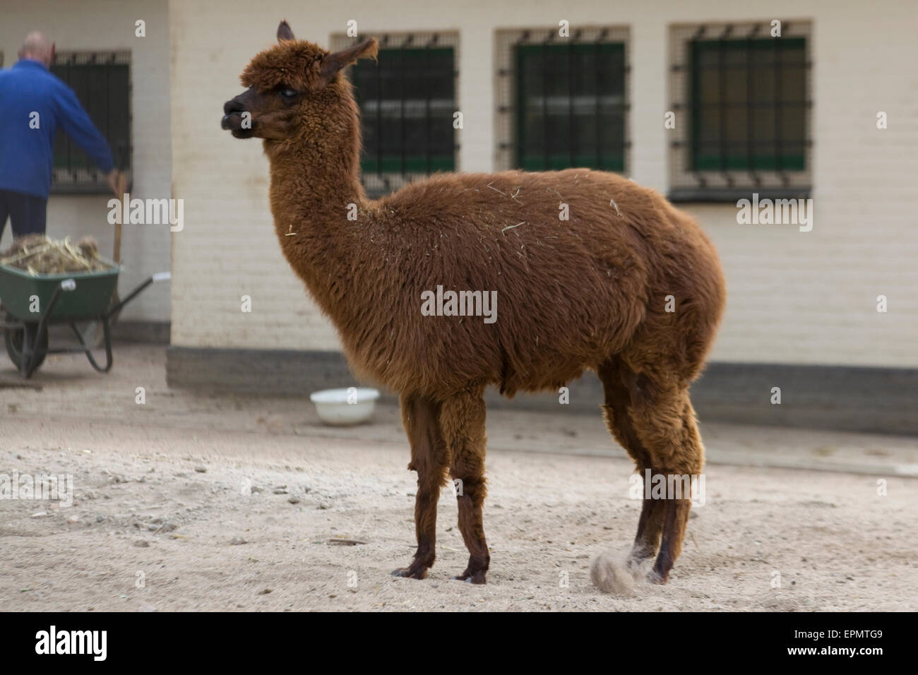 Suri Alpaka in Gefangenschaft Stockfoto