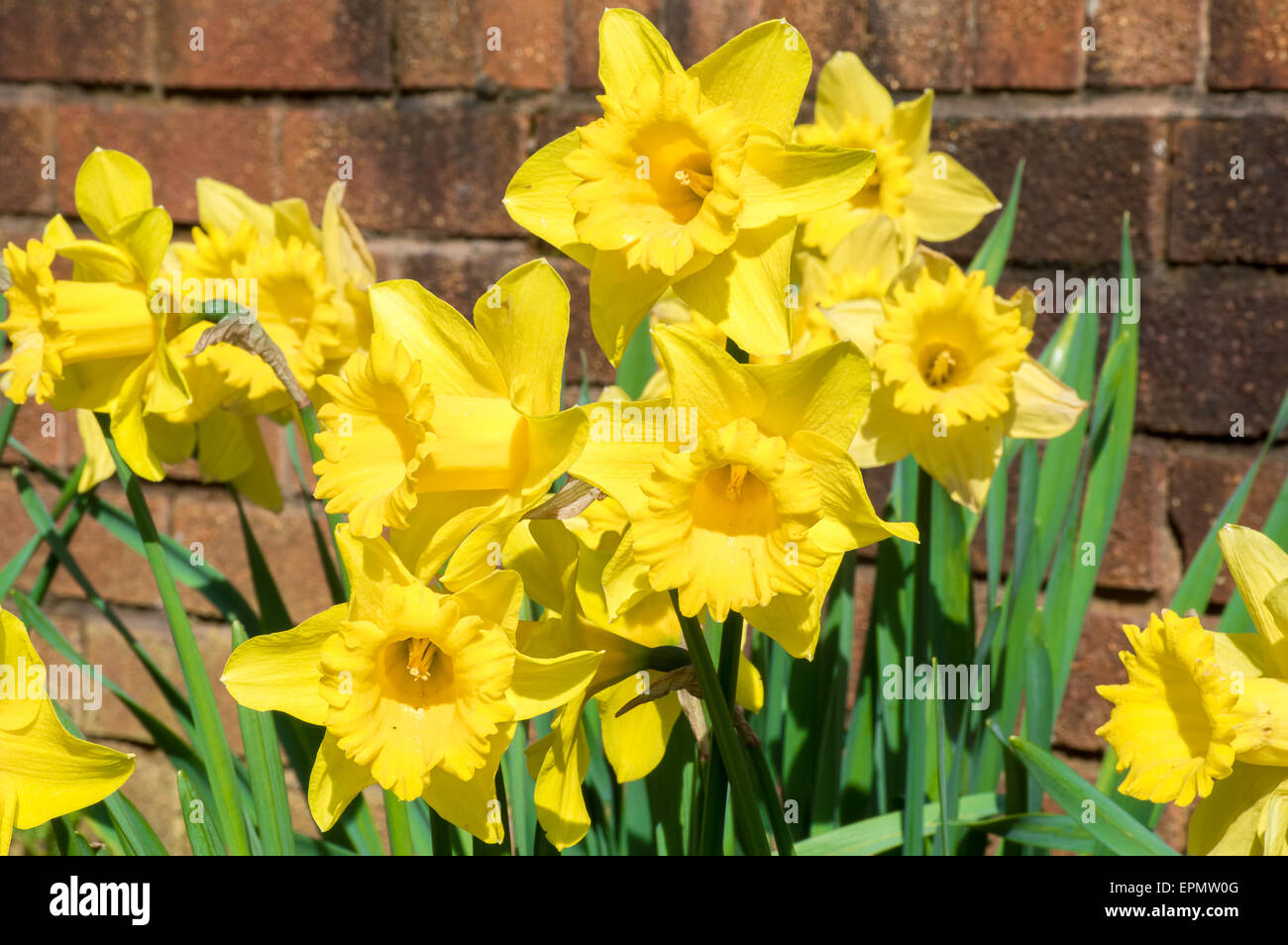 Wilden gelben Narzissen in der Sonne Stockfoto
