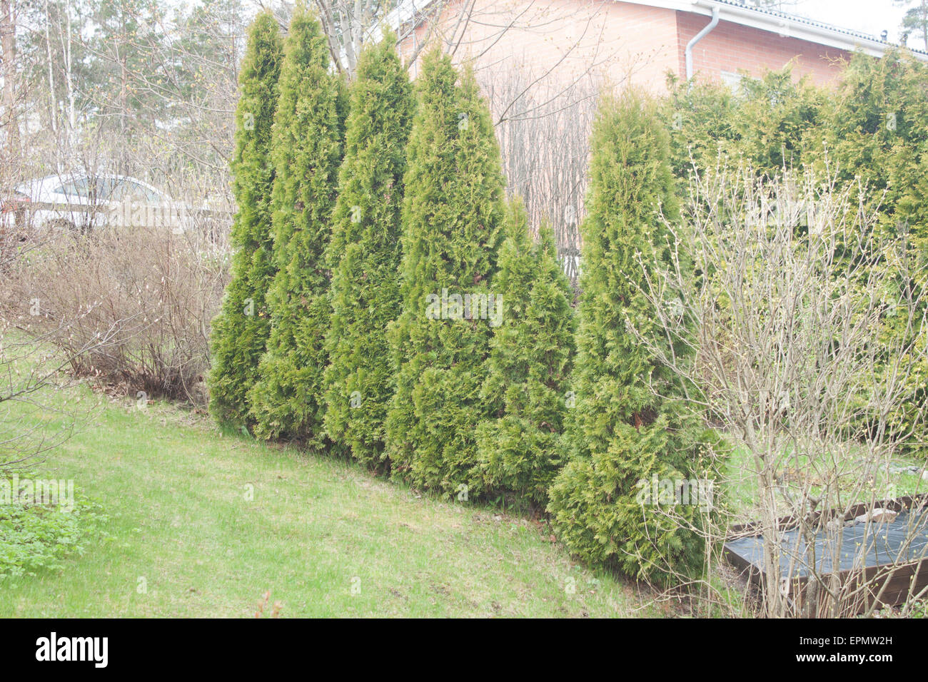 Thuja zaun -Fotos und -Bildmaterial in hoher Auflsung  Alamy
