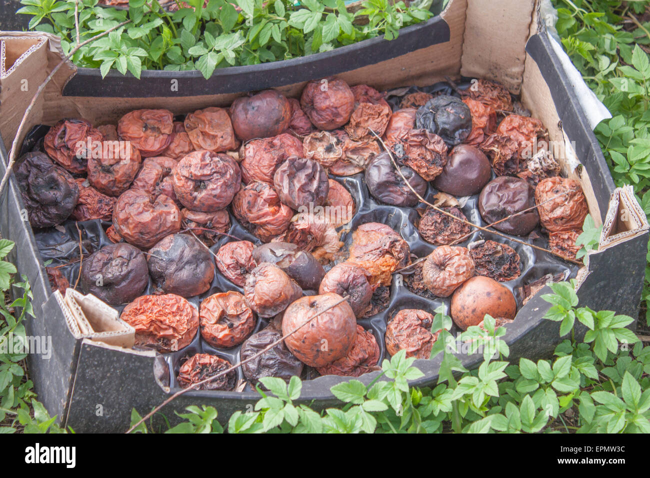 Eine Kiste voller faule Äpfel, zwischen grünen Pflanzen Stockfoto