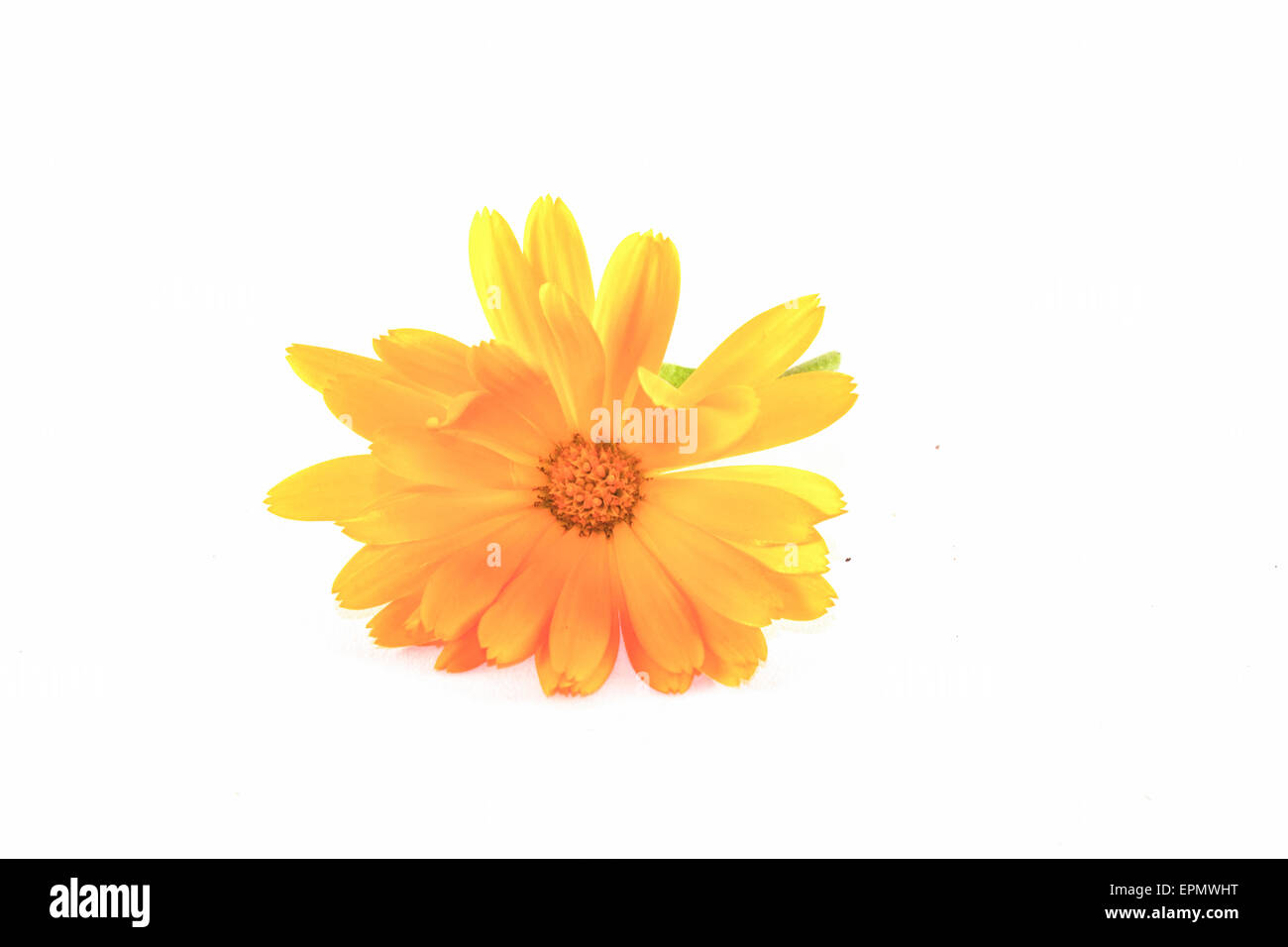 Closeup auf orange Ringelblume, auf weißem Hintergrund Stockfoto