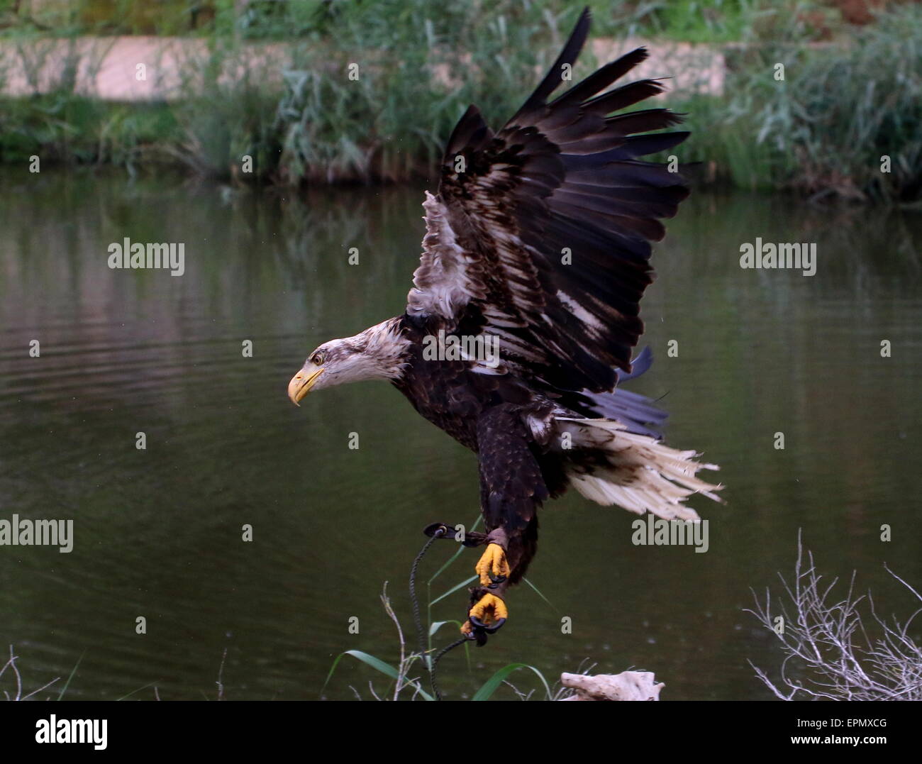 Unreife amerikanischen kahlen Adler (Haliaeetus Leucocephalus) im Flug während Vogel show Stockfoto