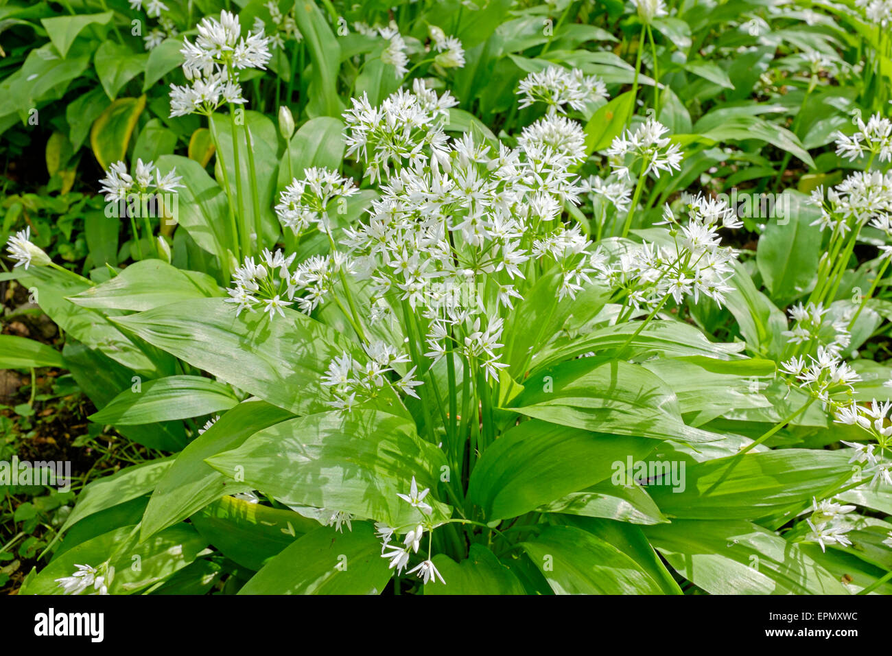 Wilder Knoblauch Pflanzen wachsen in Wäldern, Ayrshire, Schottland,  Großbritannien. Pflanze ist auch bekannt als Lösegeld, Stoffen, Holz  Knoblauch und breit Stockfotografie - Alamy