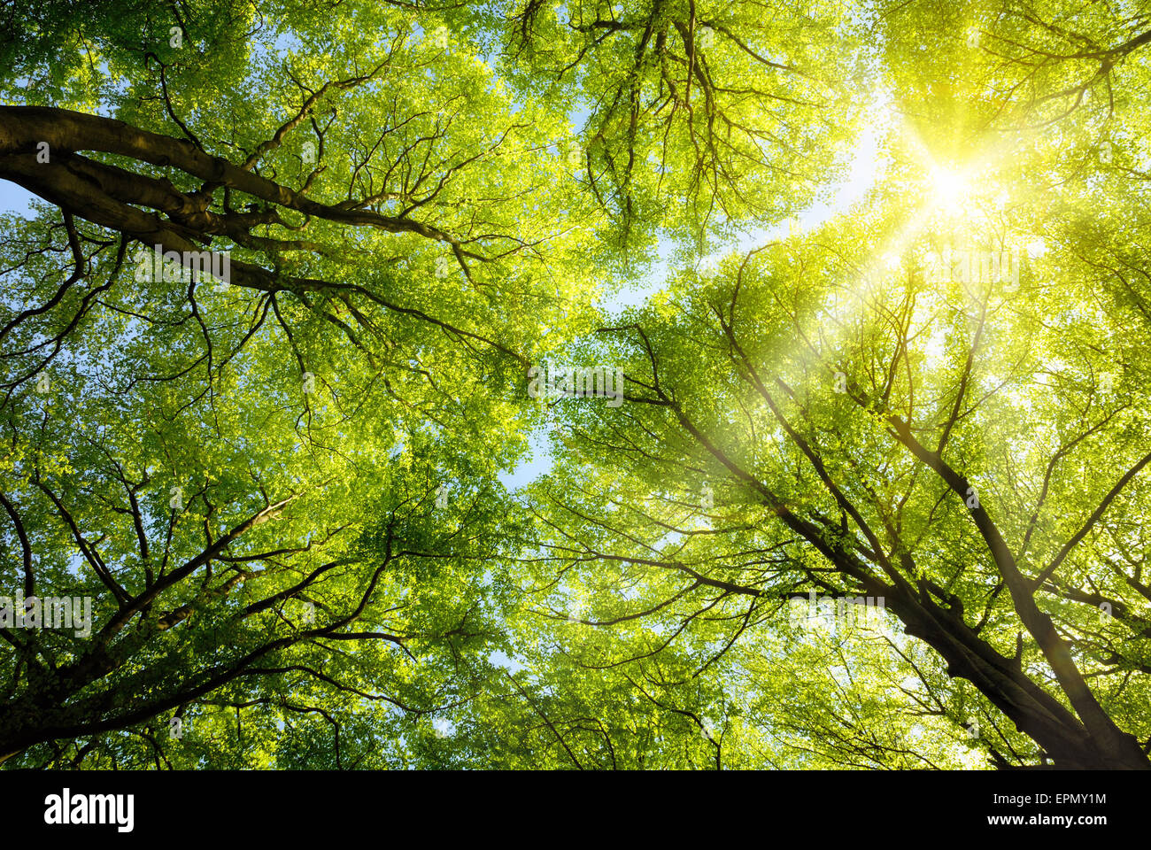Die warme Frühlingssonne scheint durch die Baumkronen des hohen Buche Stockfoto