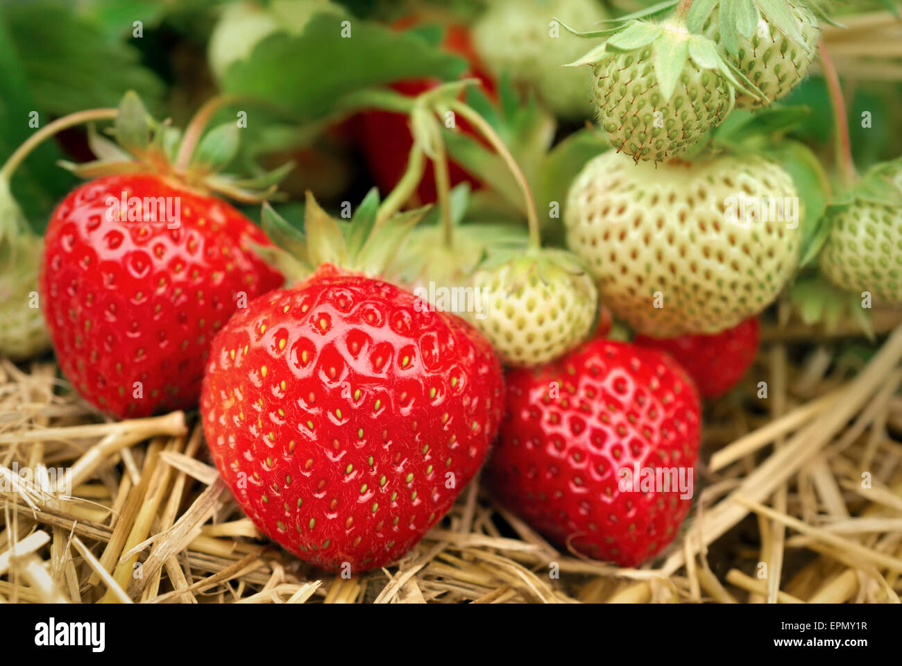Reife Und Unreife Erdbeeren Wachsen Auf Dem Boden Stockfoto Bild