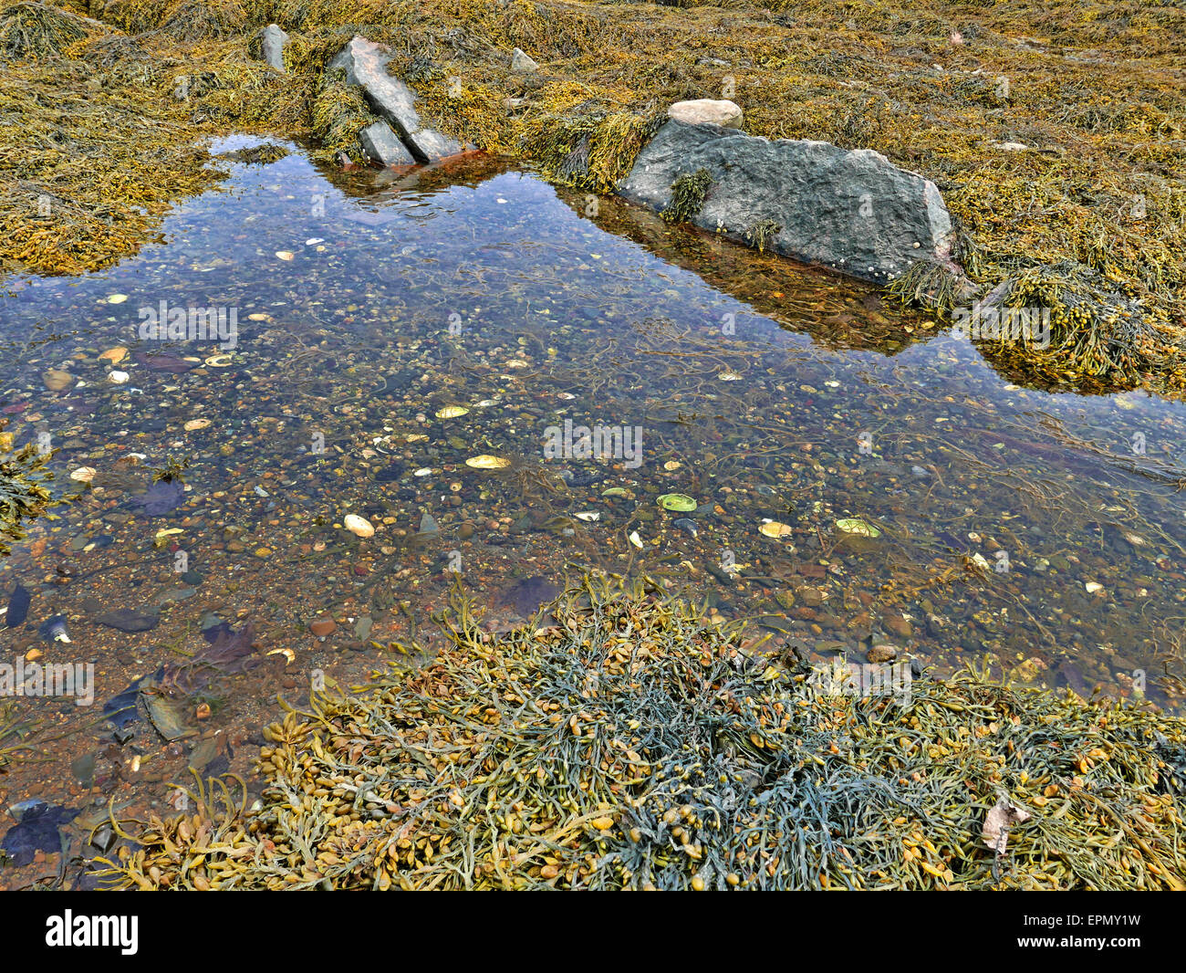 Ein kleiner Pool Salzwasser bei Ebbe mit Felsen und Algen. Stockfoto