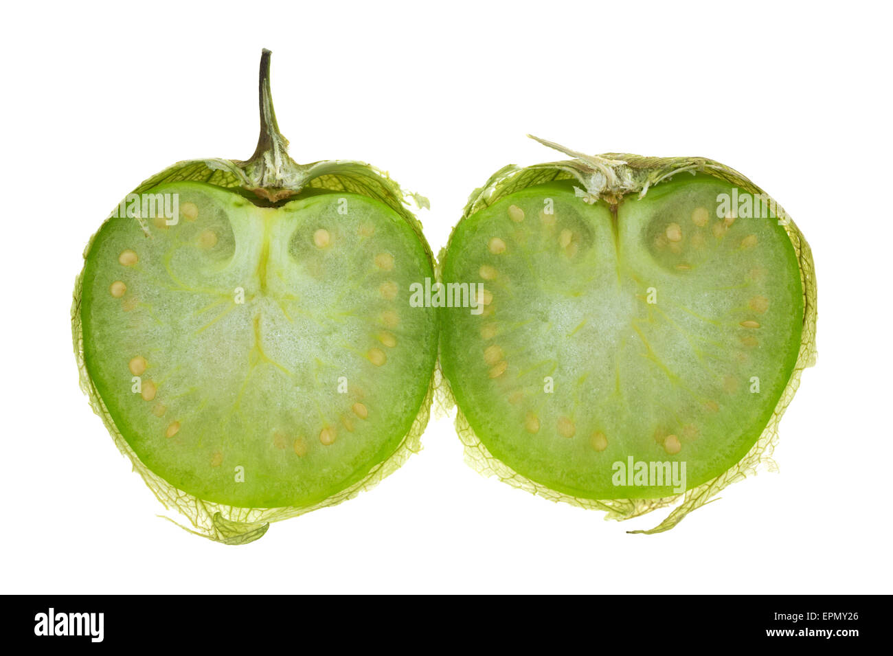 Ein einzelnes Tomatillo halbieren auf weißem Hintergrund. Stockfoto