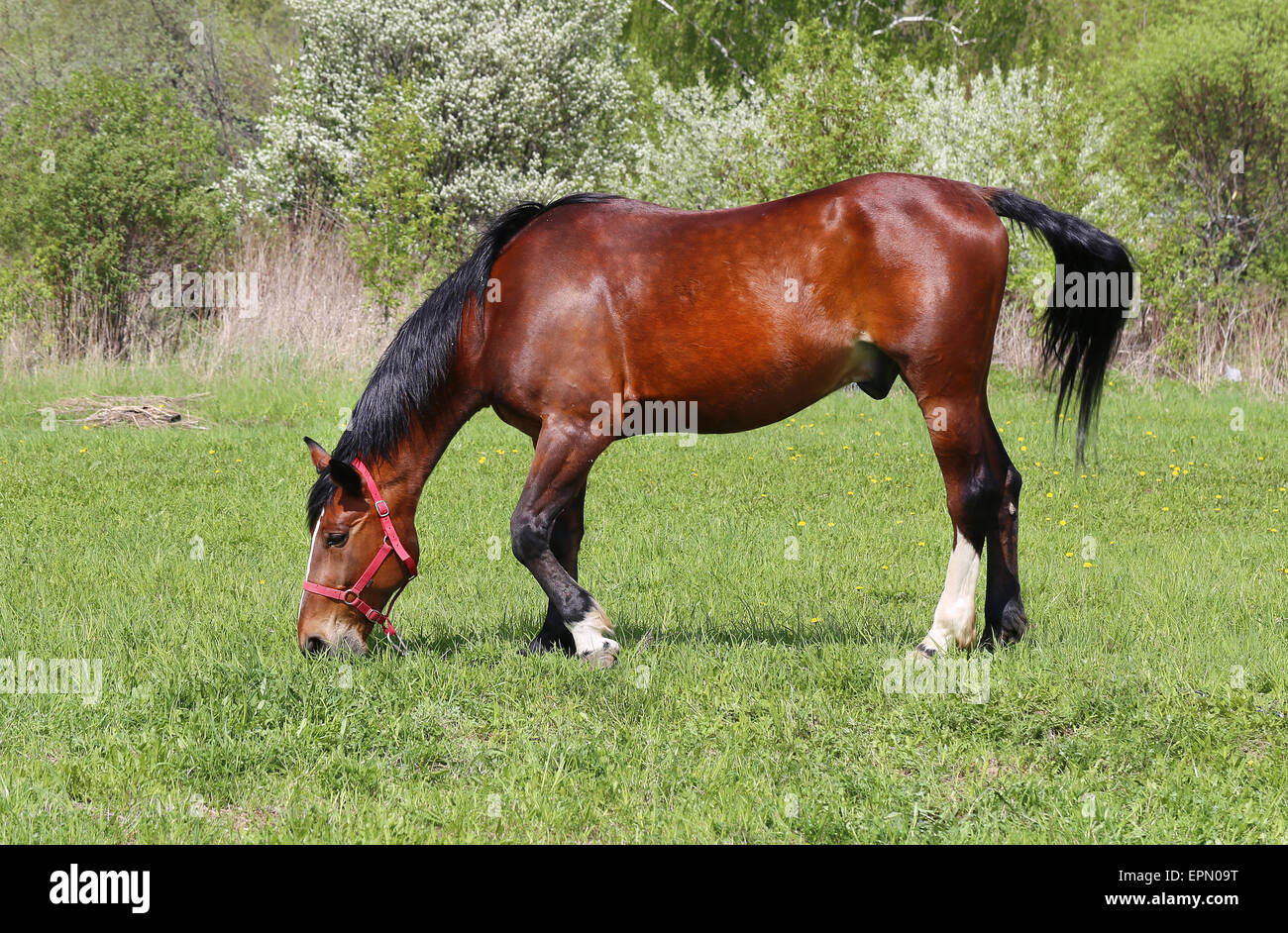 leuchtend rote schönes Pferd auf der grünen Wiese Stockfoto