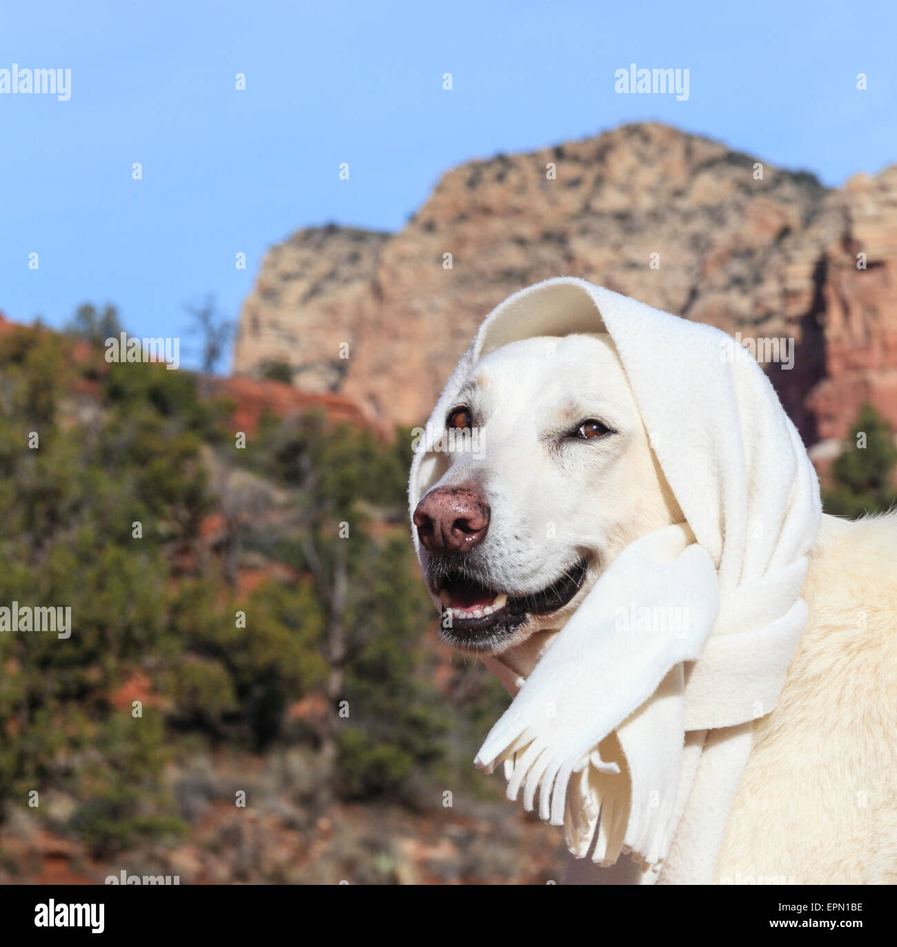 Hund auf Wanderung trägt Schal im winter Stockfoto