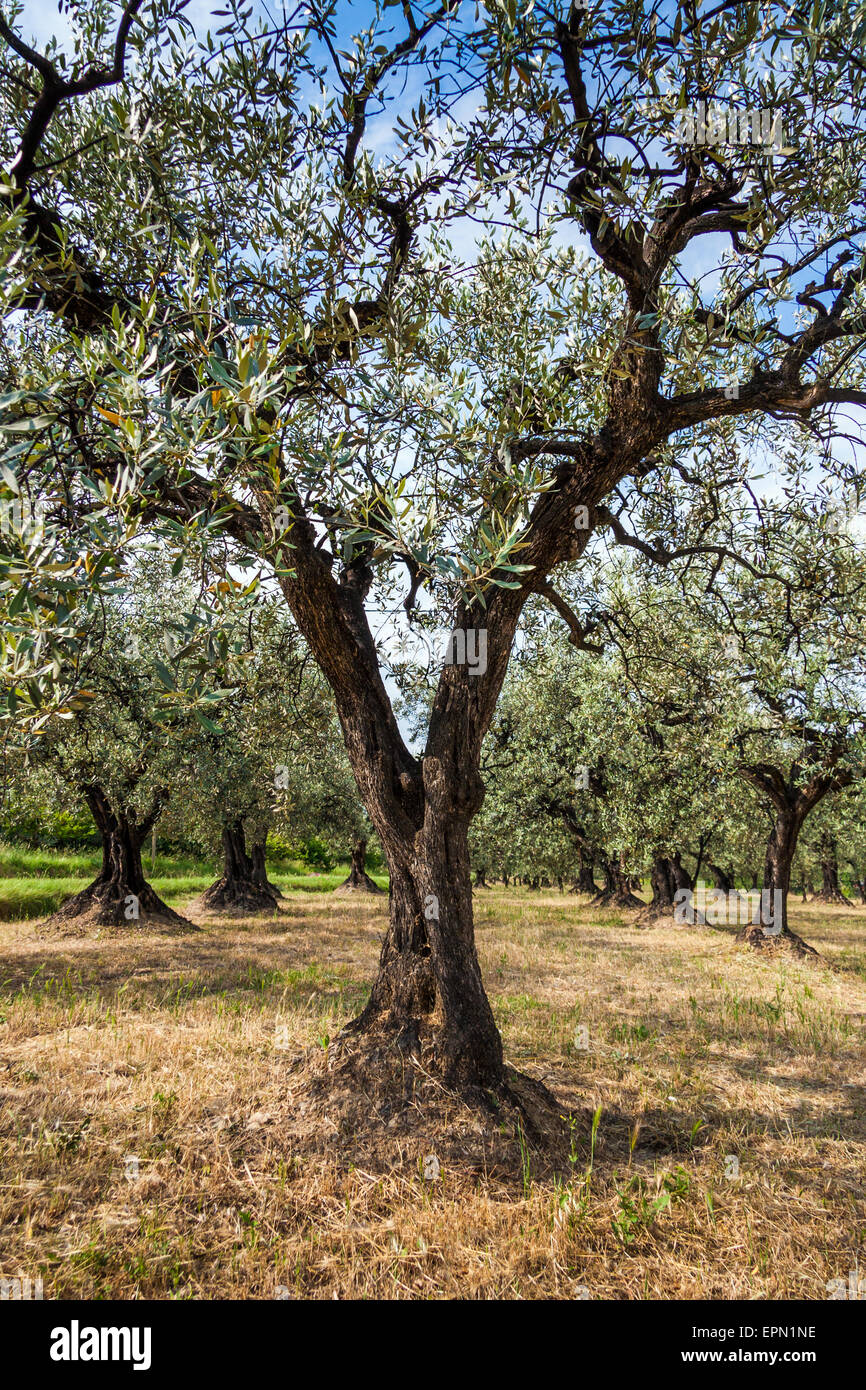 Alter Olivenbaum und blauer Himmel in Provence, Südfrankreich, Europa Stockfoto