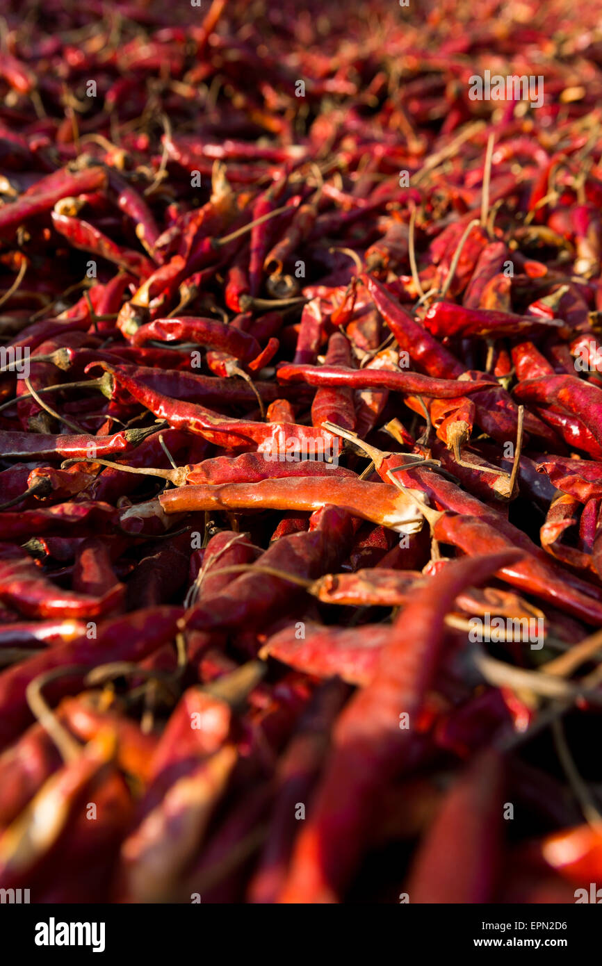 Rote Chilis in Myanmar zum trocknen. Stockfoto