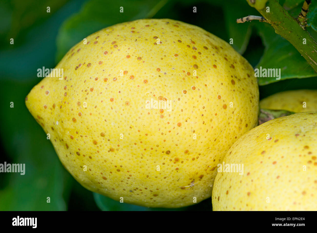 Kalifornische rote Skala auf Zitrone Obst Stockfoto