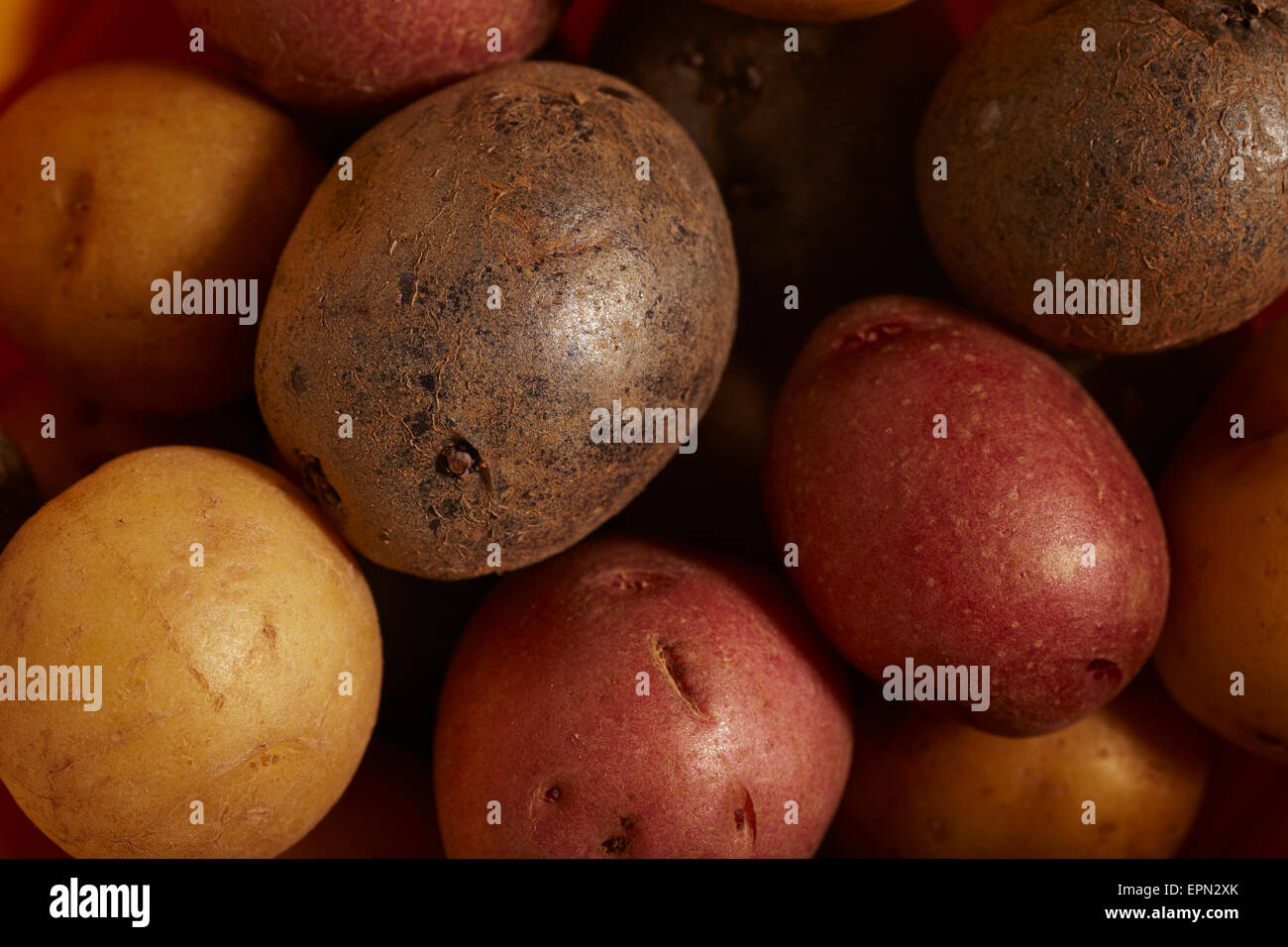 Verschiedene Babykartoffeln Stockfoto