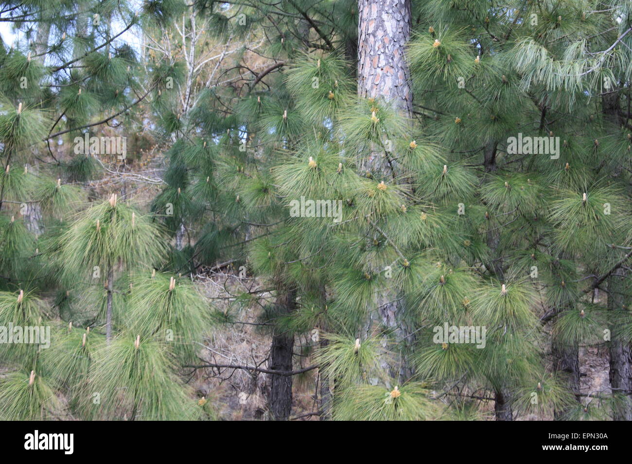 Schöne Szenen Pakistan Stamm Stockfoto