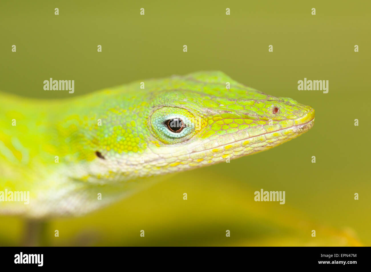 Nahaufnahme des Kopfes ein Carolina Anole (Anolis Carolinensis), auch bekannt als eine grüne Anole. Stockfoto