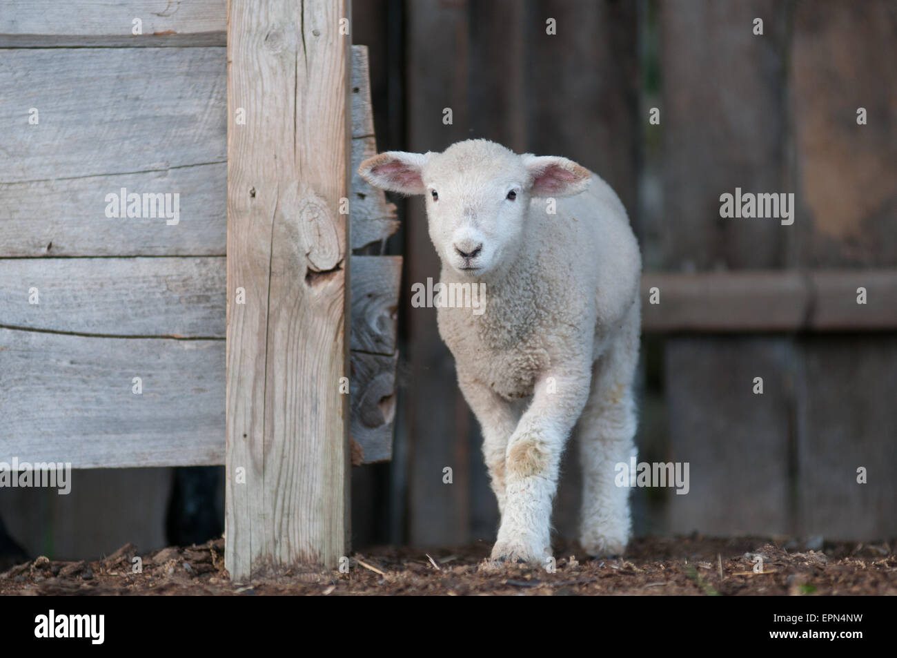 Ein Lamm ergibt sich aus einer Scheune. Stockfoto
