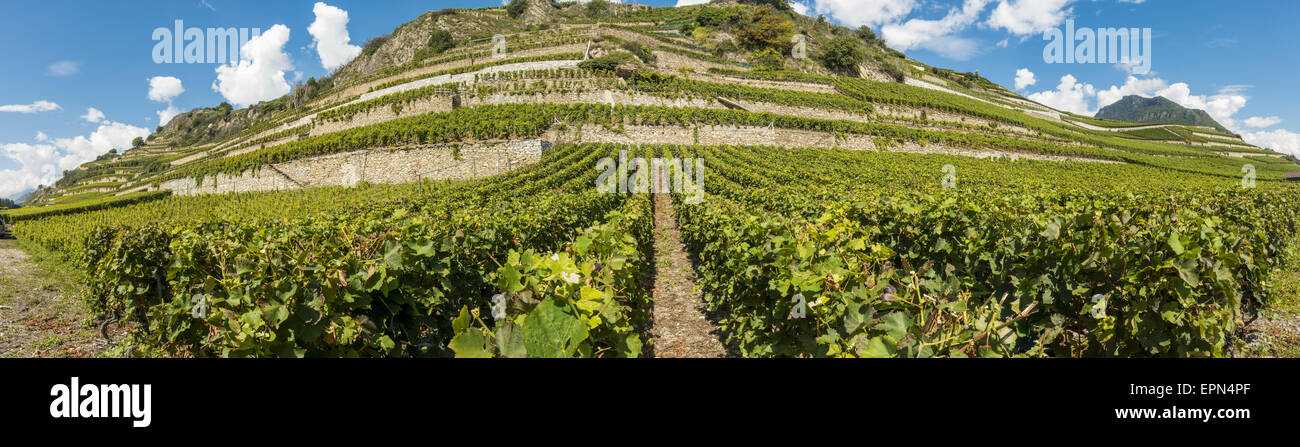 Weinberge in Uvrier, Wallis, Schweiz, Uvrier Stockfoto