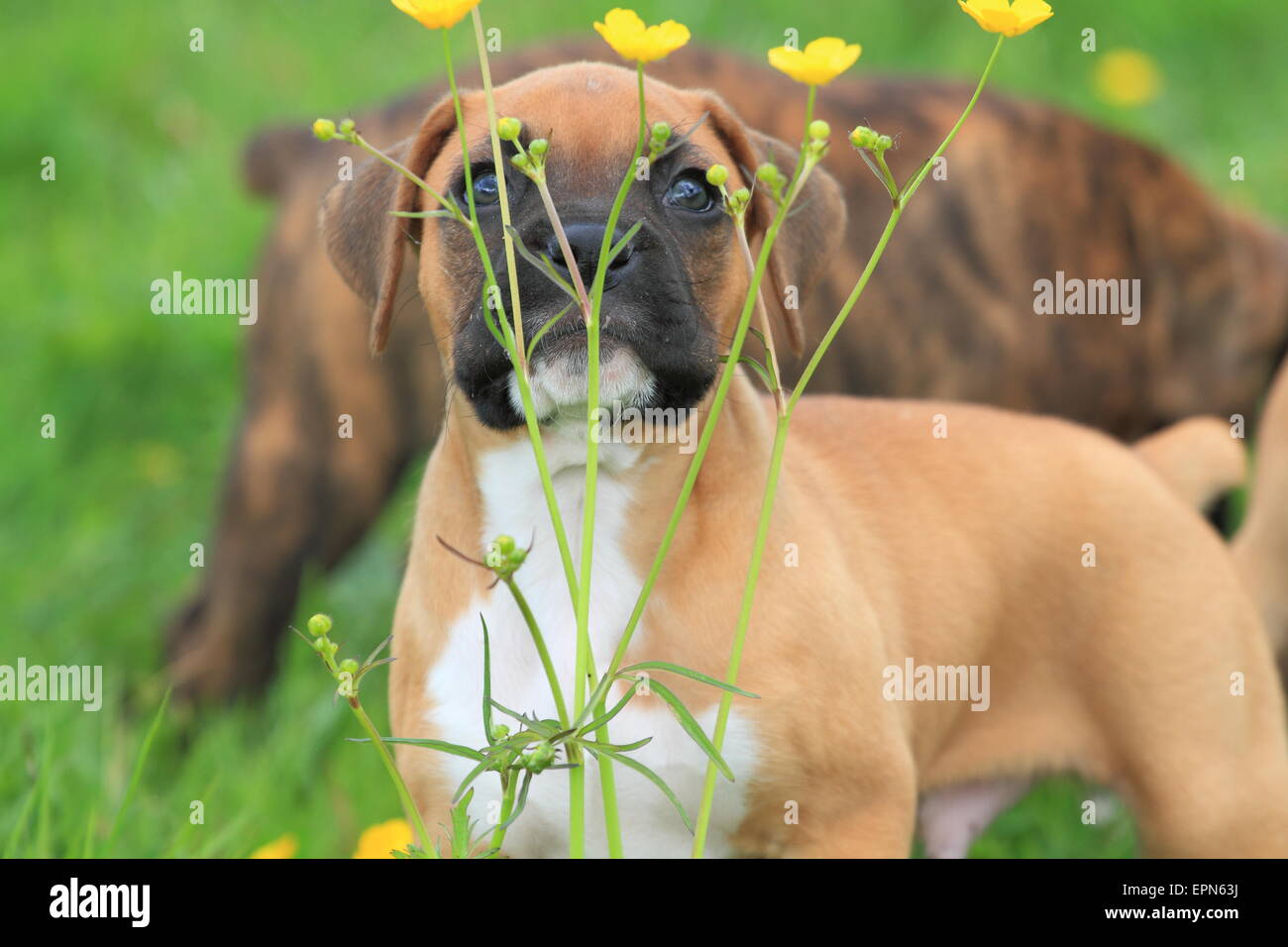 Boxer Welpen Stockfoto