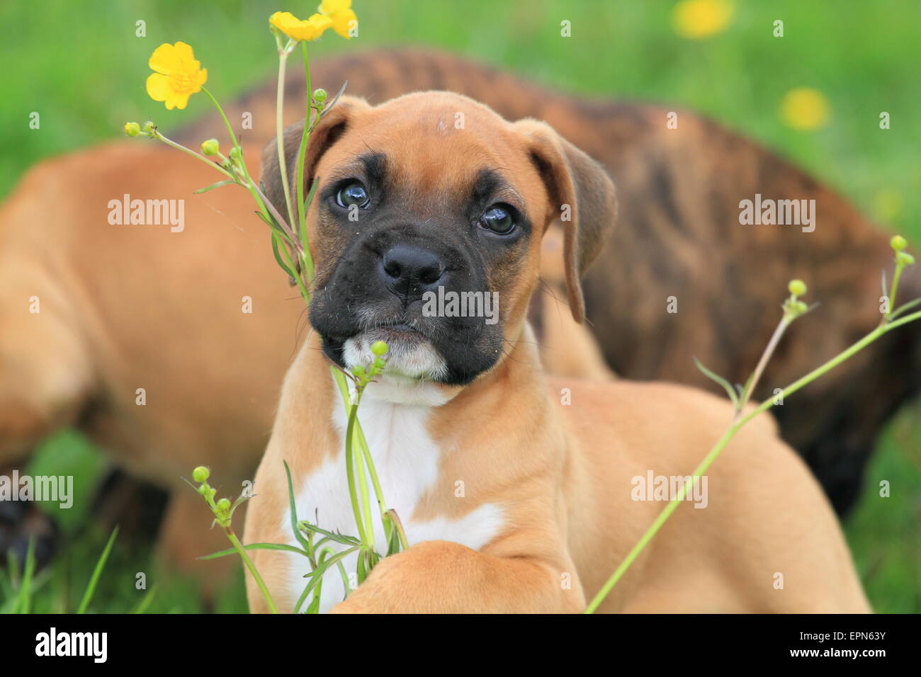 Boxer Welpen Stockfoto