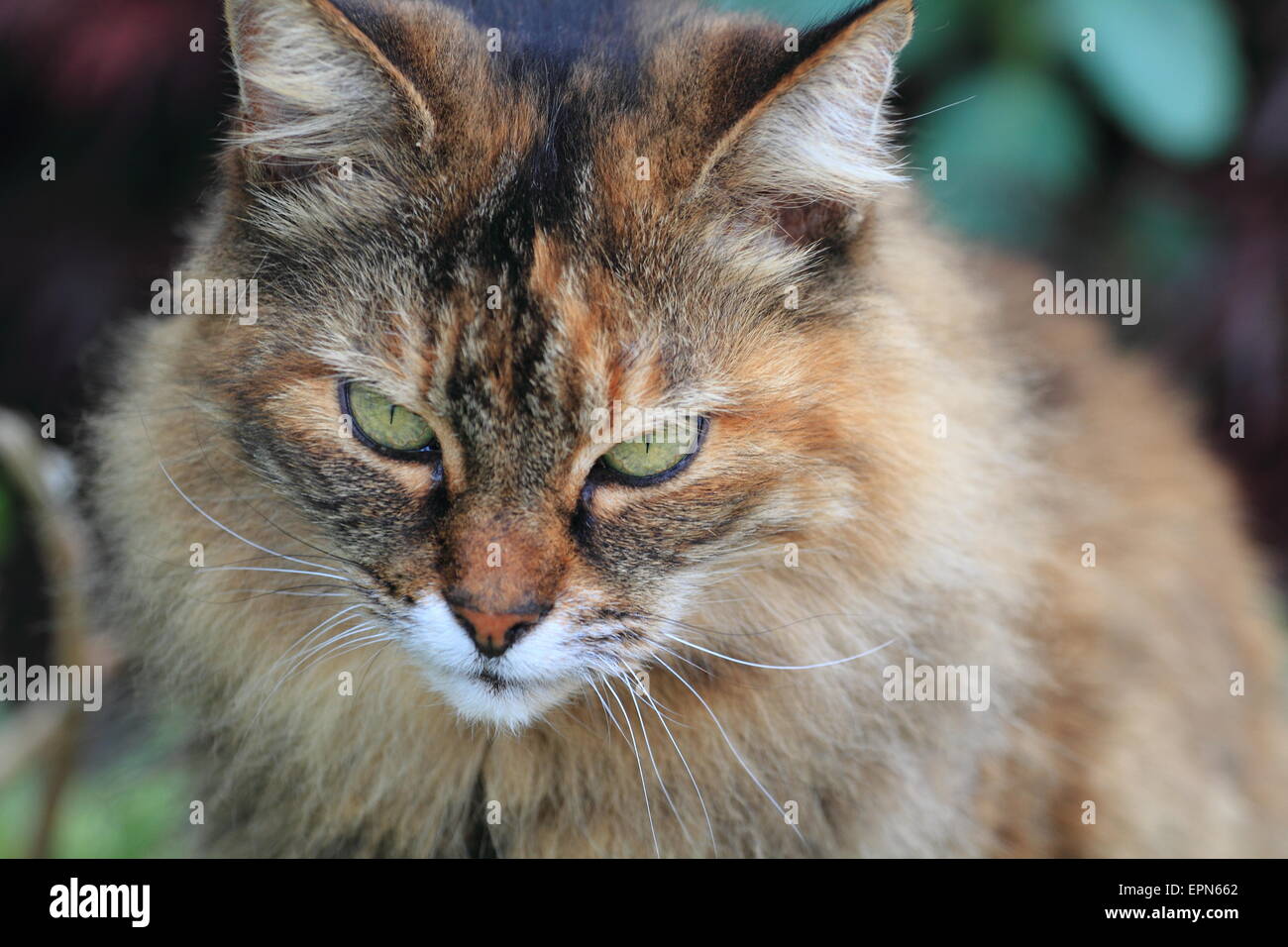 Katze-Portrait Stockfoto