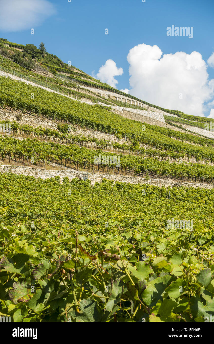 Weinberge in Uvrier, Wallis, Schweiz, Uvrier Stockfoto