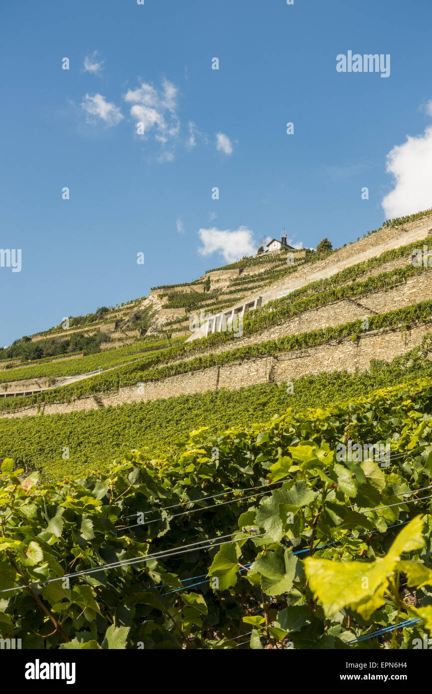 Weinberge in Uvrier, Wallis, Schweiz, Uvrier Stockfoto