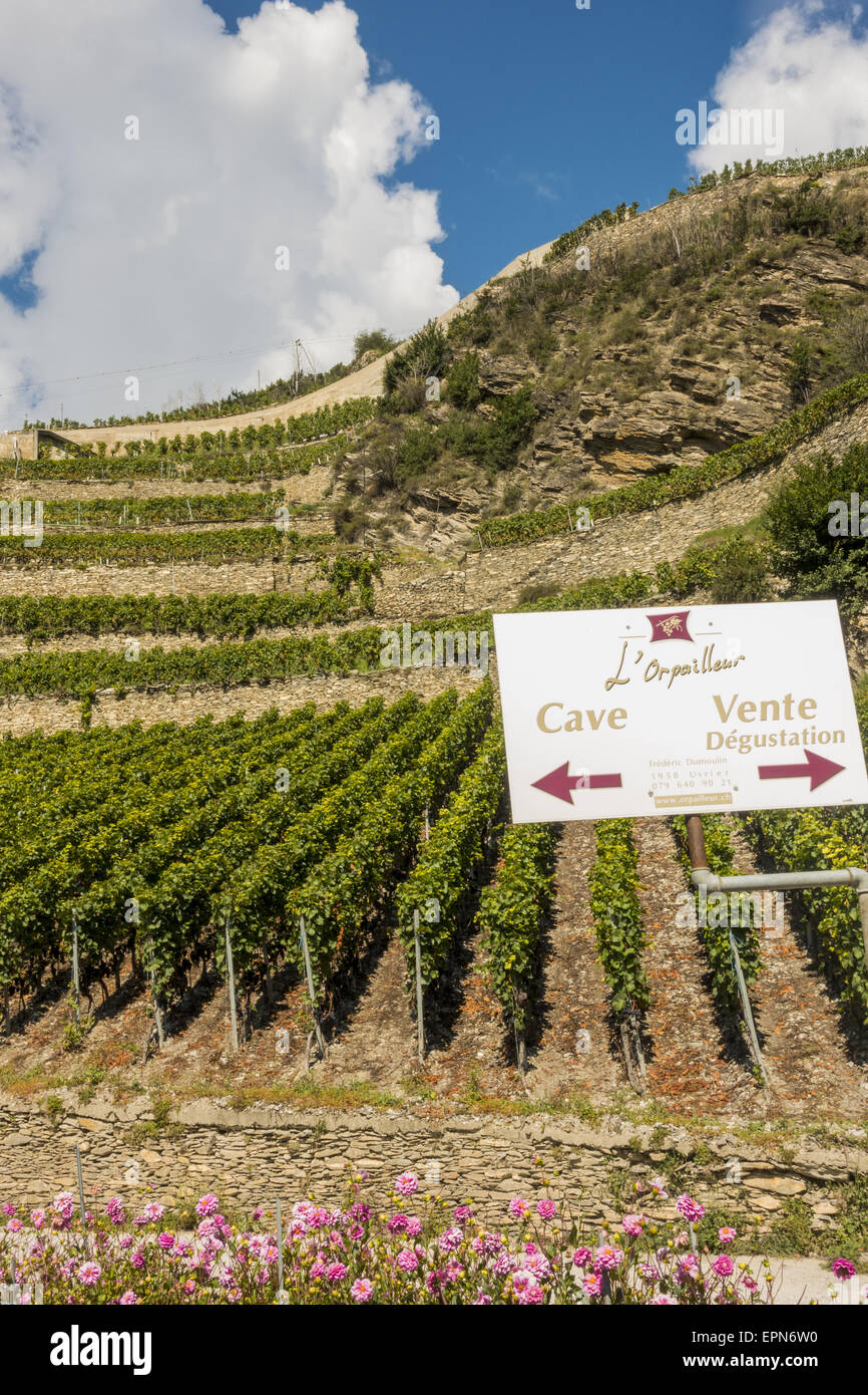 L Orpailleur, Frederic Dumoulin, Weingut, Weinberge in Uvrier, Wallis, Schweiz, Uvrier Stockfoto