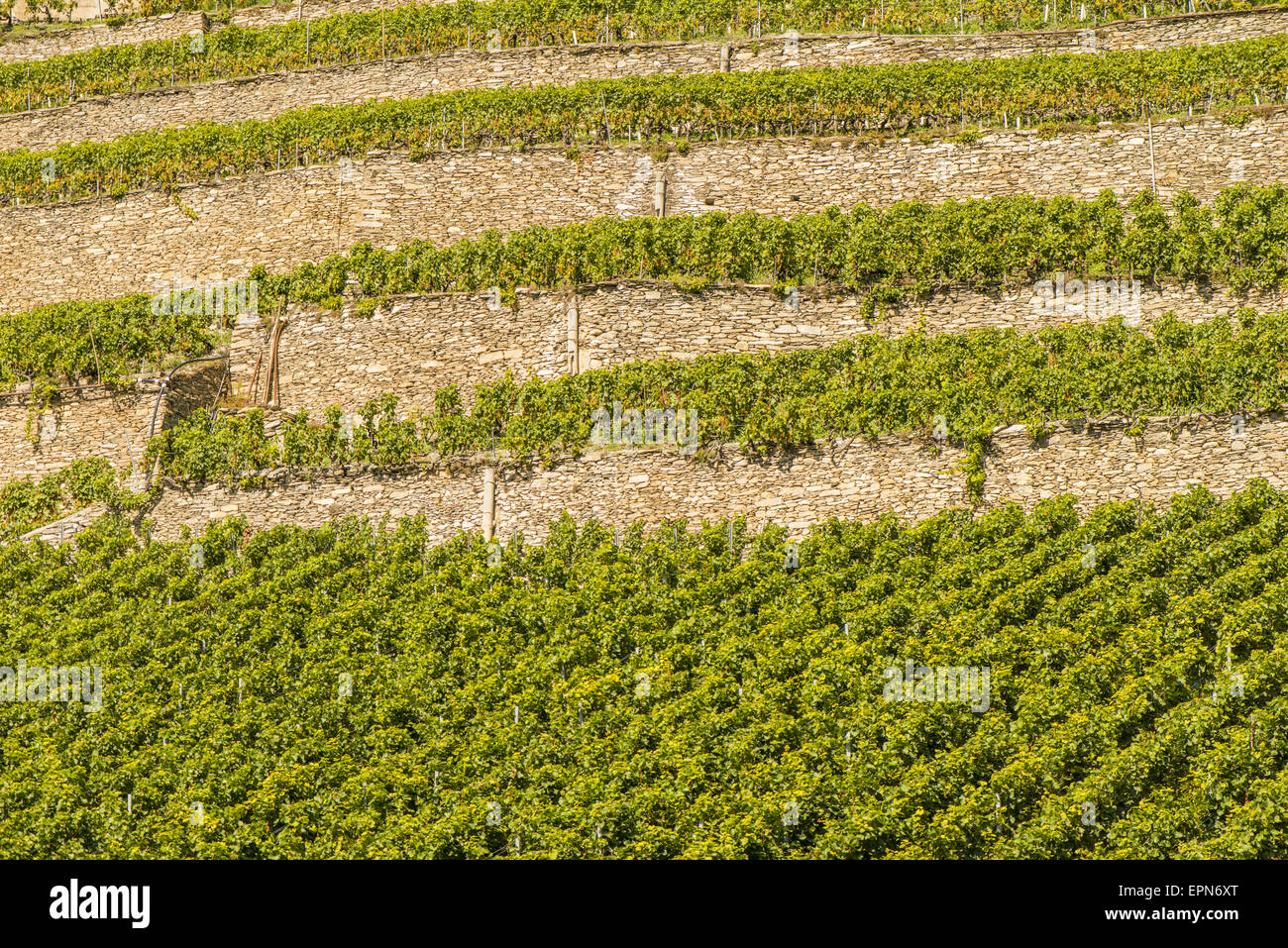 Weinberge in Uvrier, Wallis, Schweiz, Uvrier Stockfoto