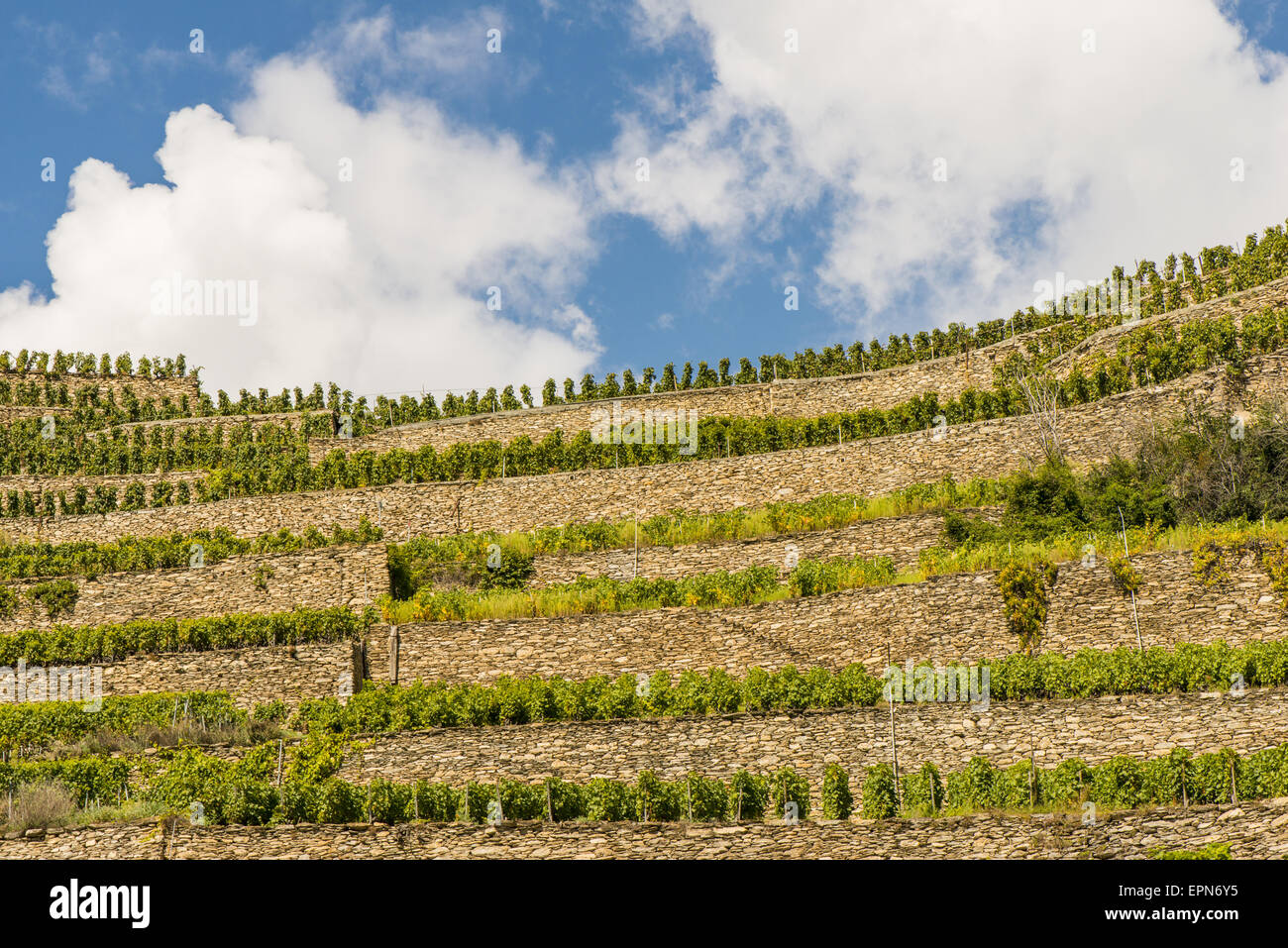 Weinberge in Uvrier, Wallis, Schweiz, Uvrier Stockfoto