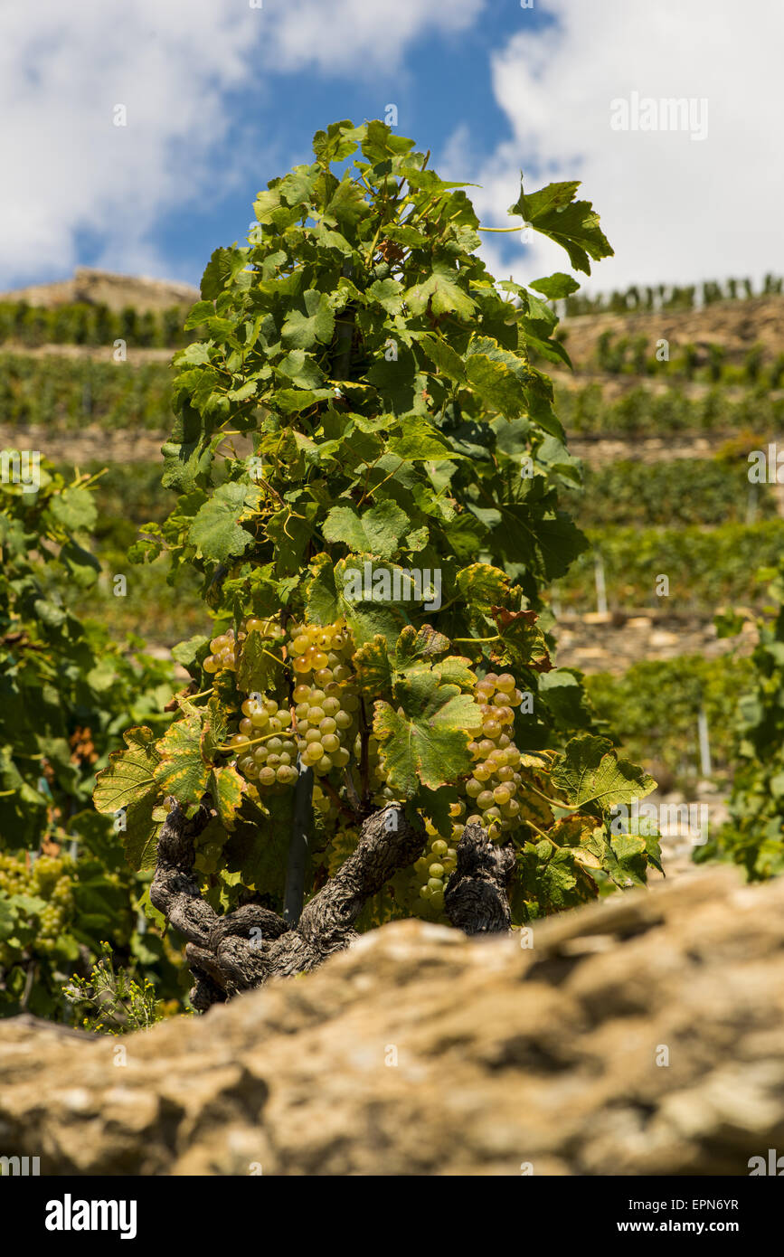 Weinberge in Uvrier, Wallis, Schweiz, Uvrier Stockfoto