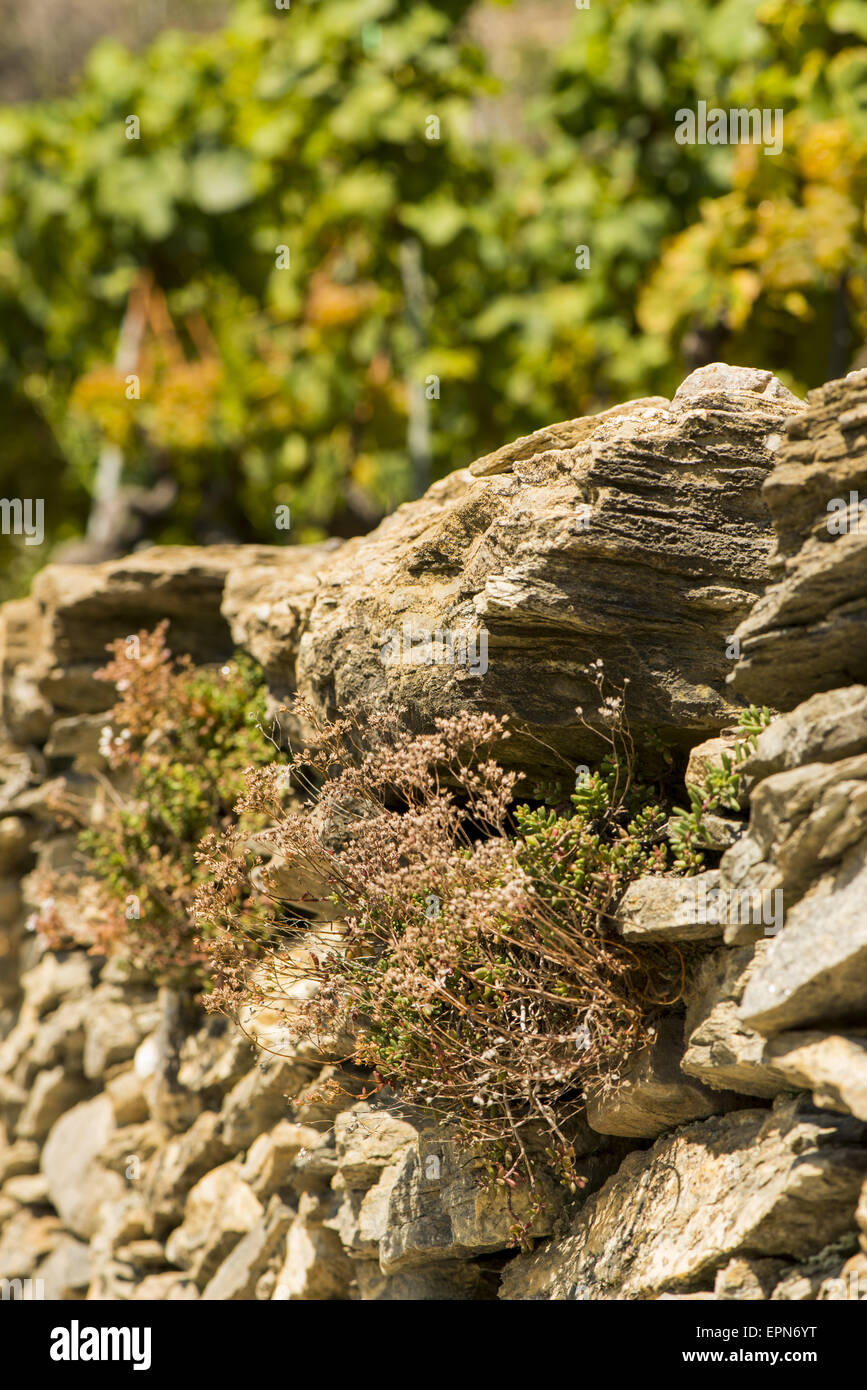 Weinberge in Uvrier, Wallis, Schweiz, Uvrier Stockfoto