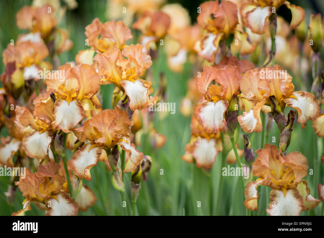 Bräunlich weiße Iris Blumen hautnah Stockfoto