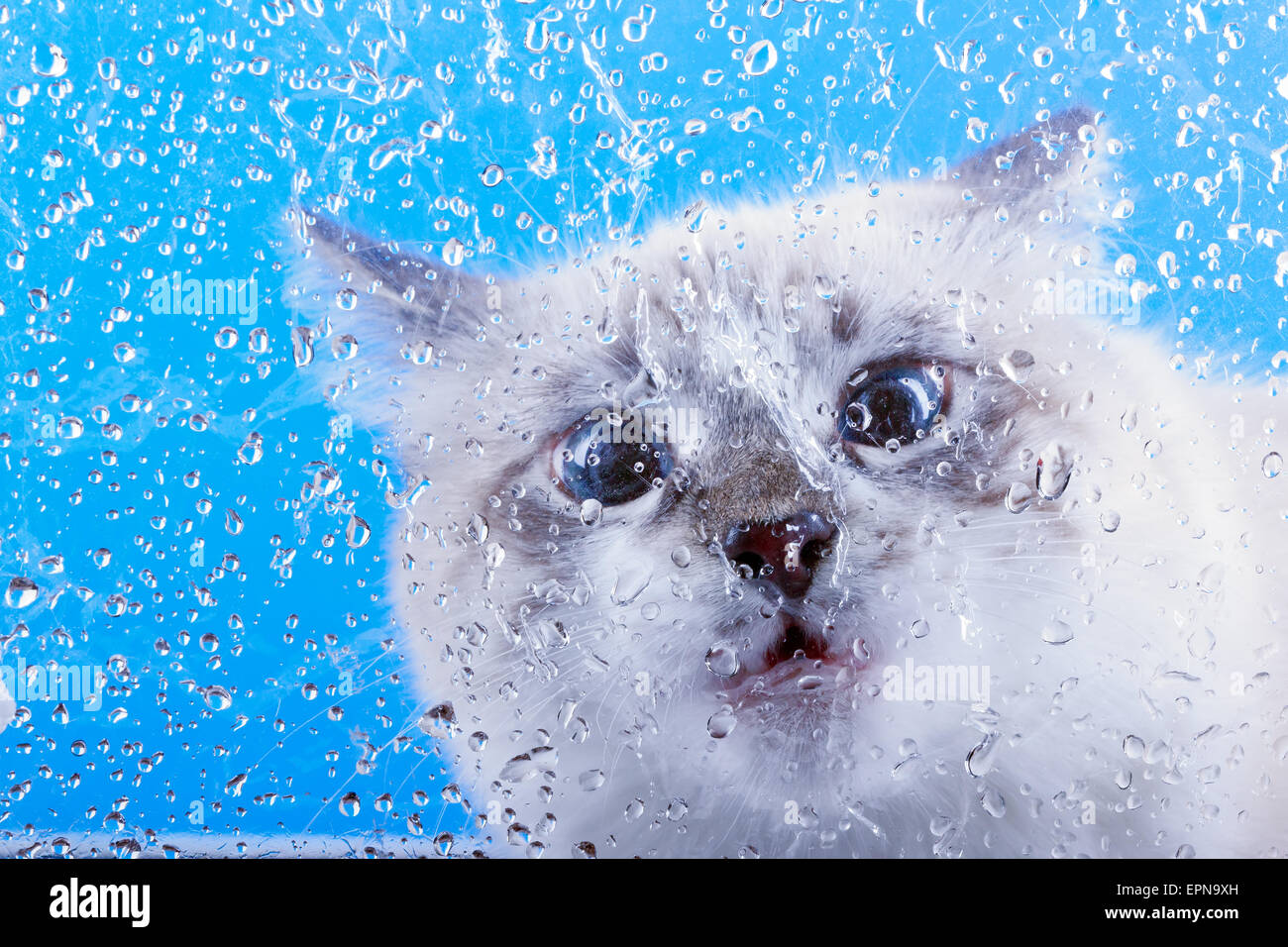 überrascht Katze Schnauze, die durch das Glas bedeckt mit sieht Tropfen Wasser Stockfoto