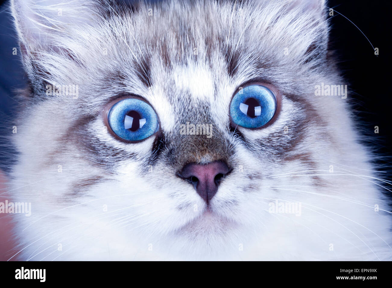 verängstigte junge blauäugige Katze hautnah. Neva Masquerade Katze Stockfoto