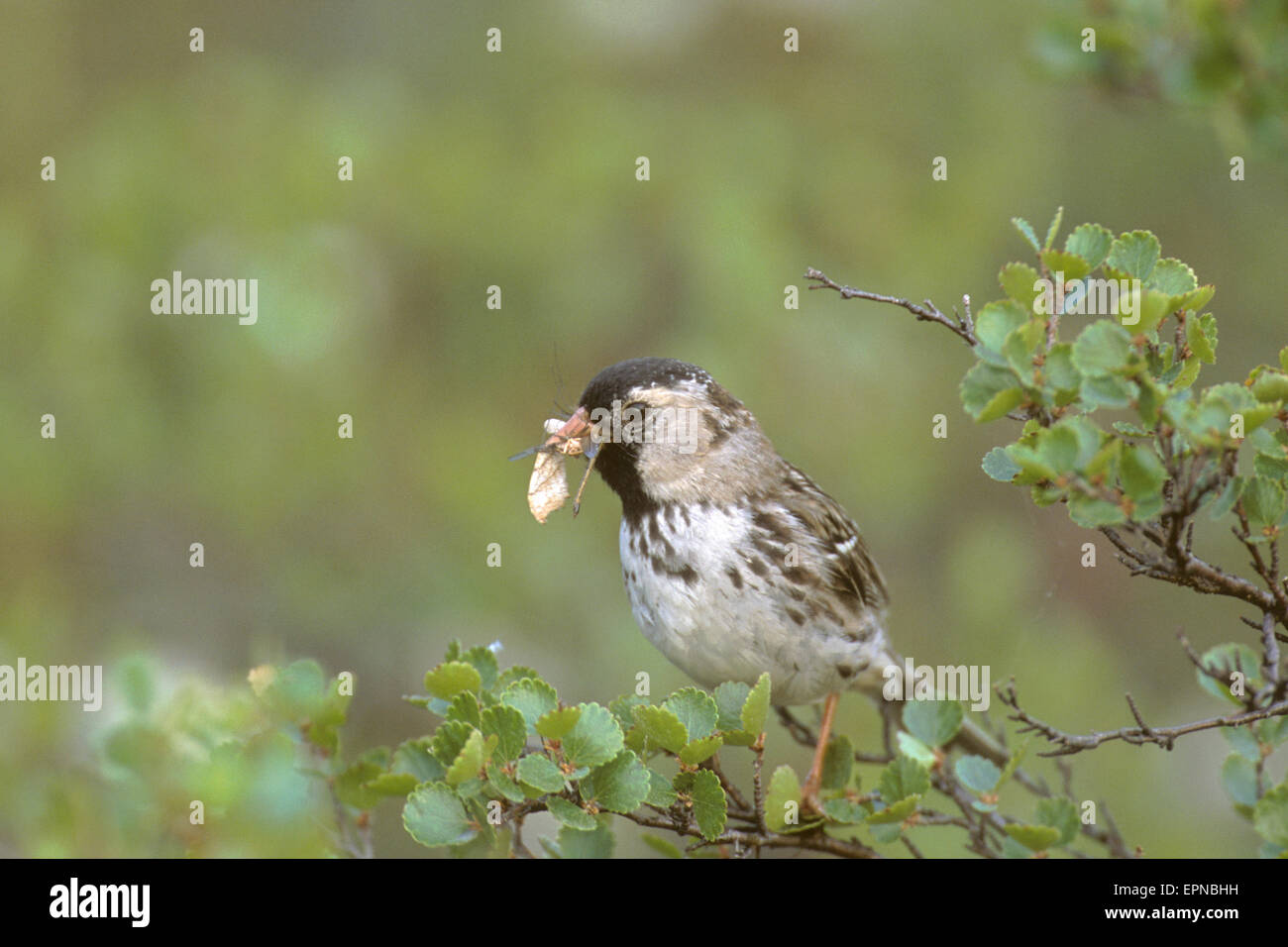 Harris' sparrow Insekt, ihre Jungen zu füttern Stockfoto