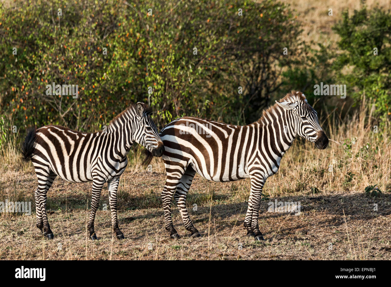 Zwei Ebenen Zebras (Equus Quagga), Massai Mara, Kenia Stockfoto