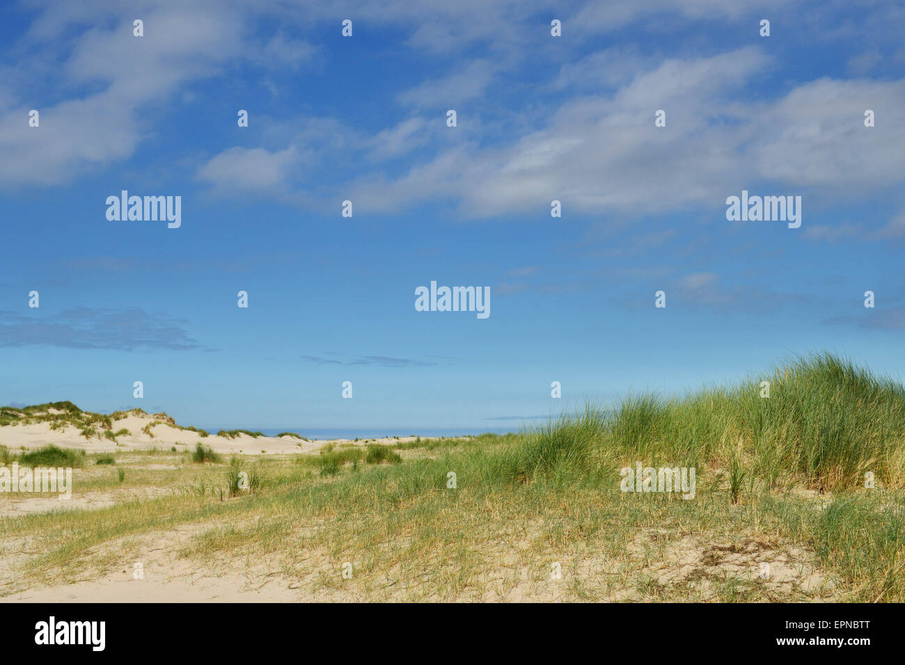 Grasbewachsene Dünen mit blauem Himmel, Norderney, Ostfriesland, Niedersachsen, Deutschland Stockfoto