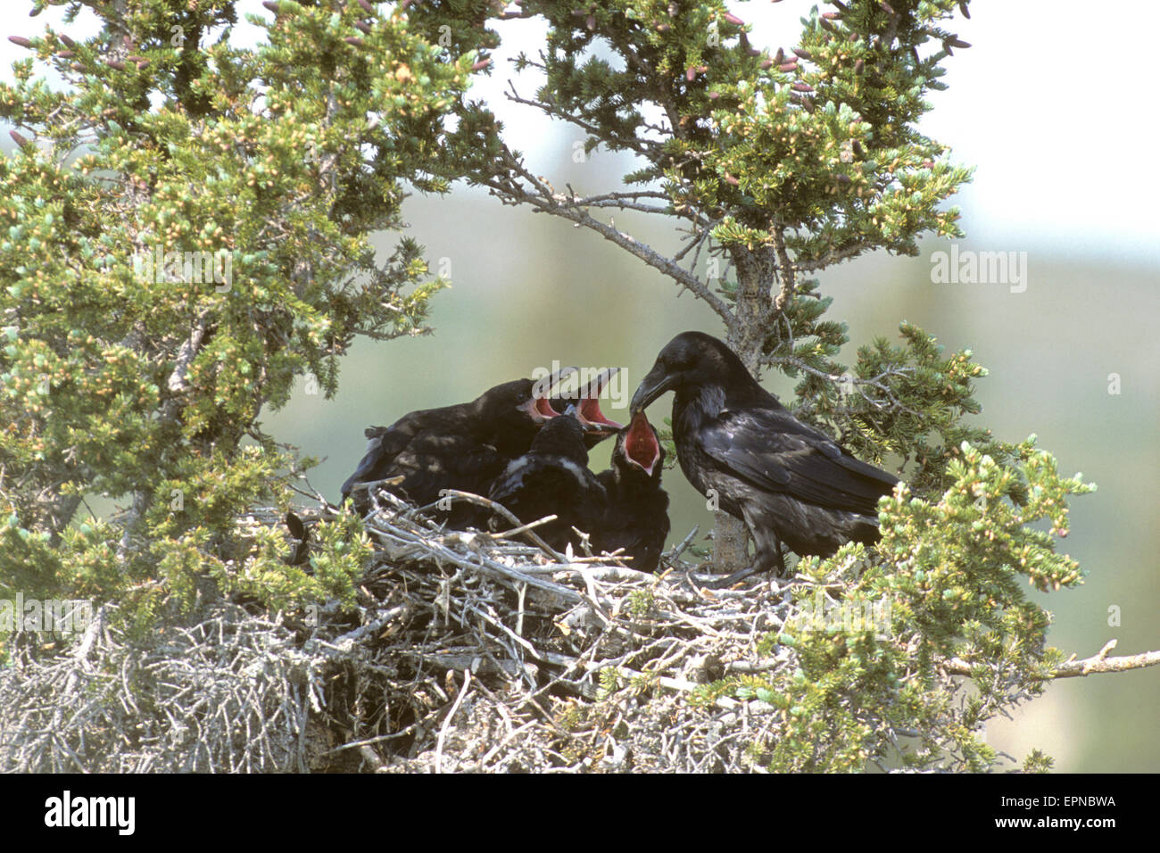 Kolkrabe (Corvus Corax) Fütterung Küken im nest Stockfoto