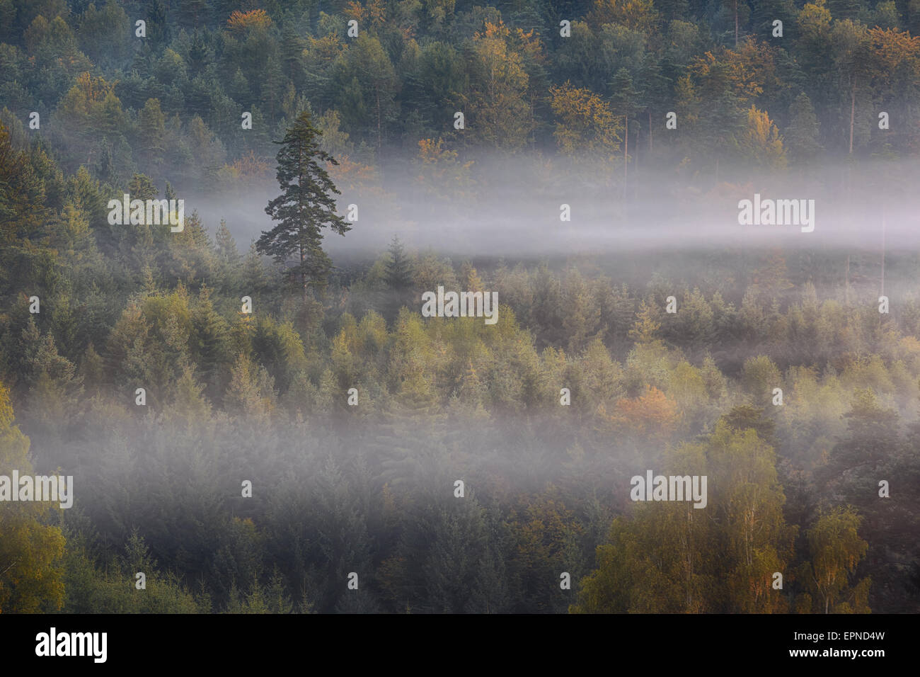 einsame Kiefer in einem Nebel Stockfoto