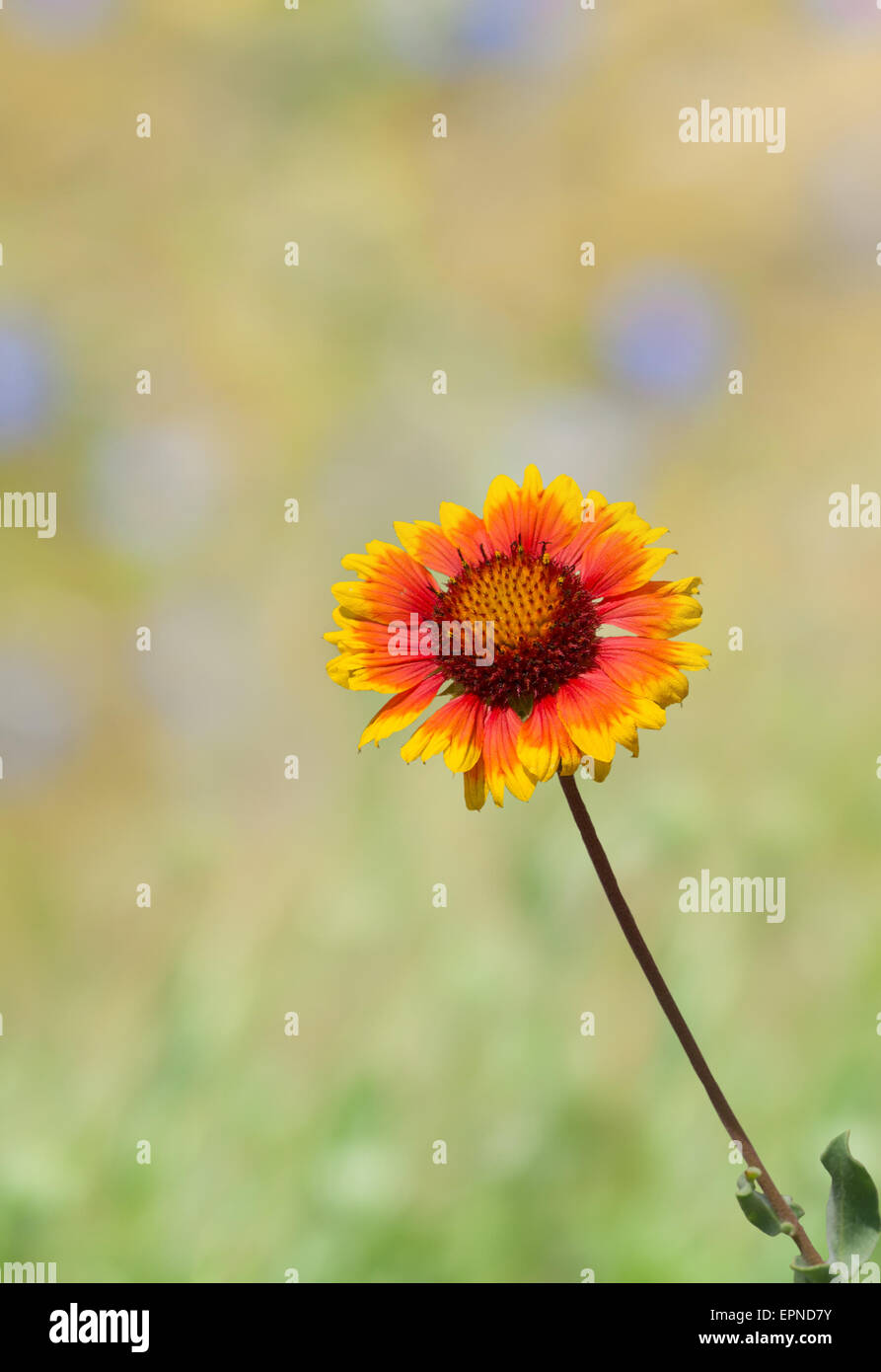 Collage mit schöne indische Decke Blume und Sommer farbigen Hintergrund. Stockfoto