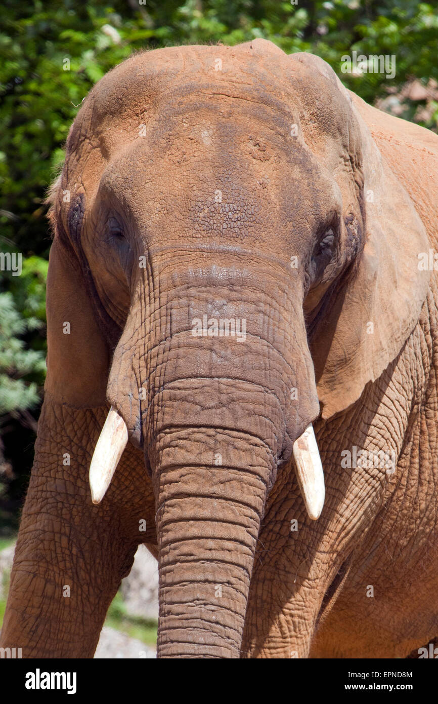 Ein Schuss in den Kopf eines afrikanischen Elefanten Stockfoto