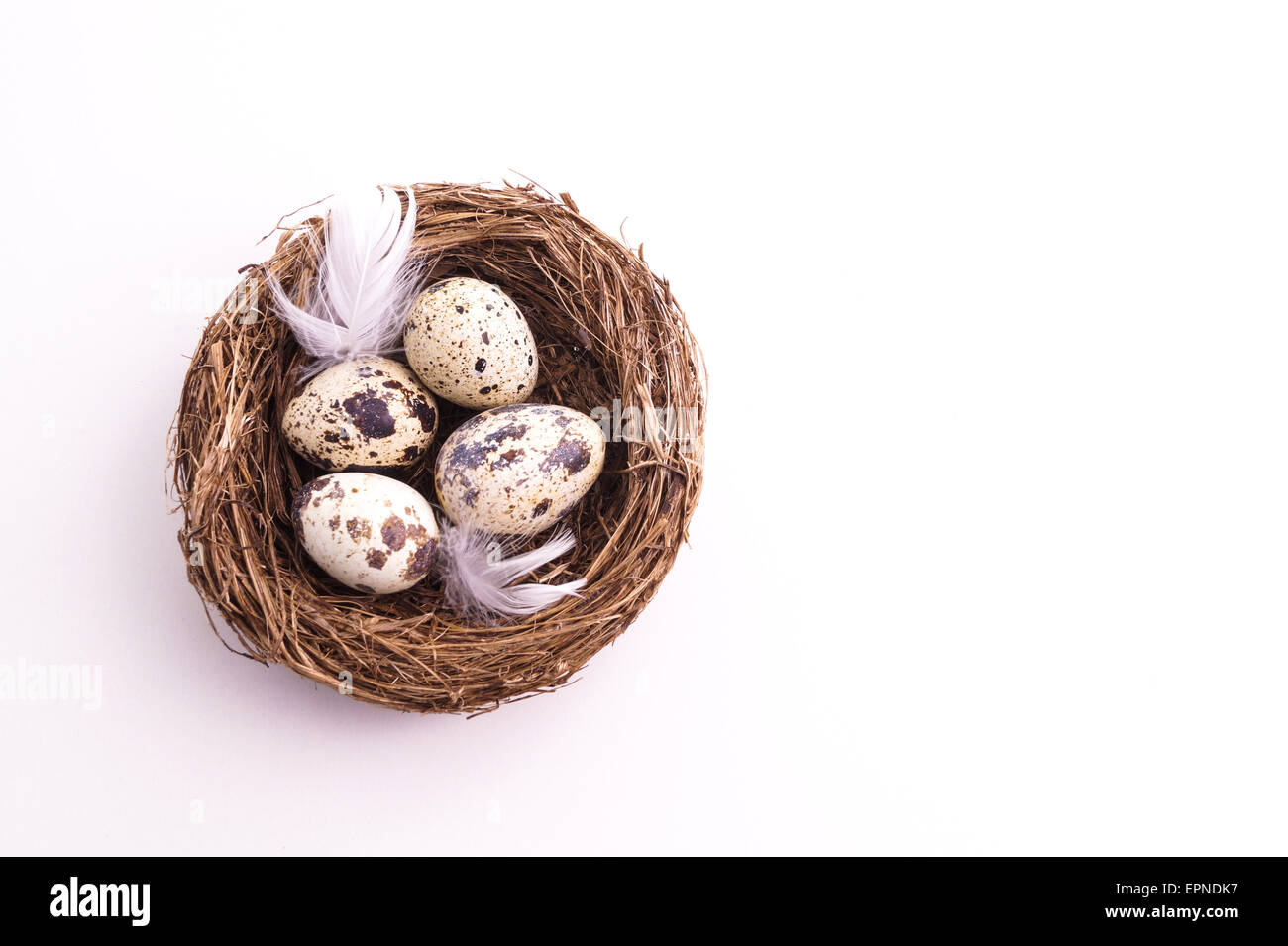 Wachtelei im Nest, Frühling und Ostern mit weißen Federn Stockfoto