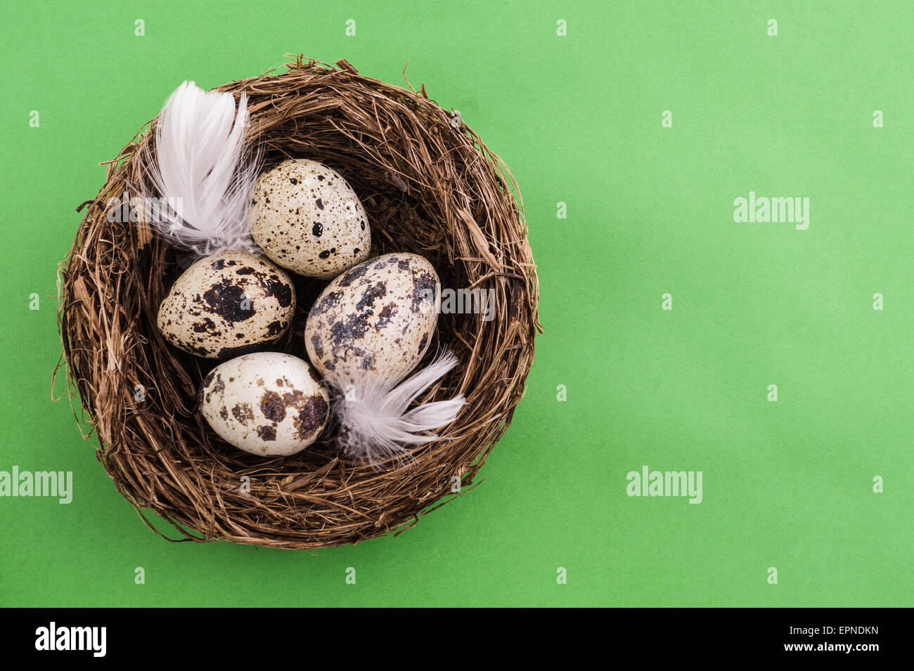 Wachtelei im Nest, Frühling und Ostern mit weißen Federn Stockfoto