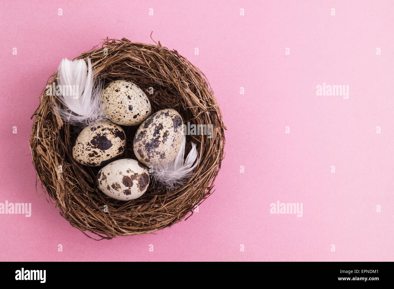 Wachtelei im Nest, Frühling und Ostern mit weißen Federn Stockfoto
