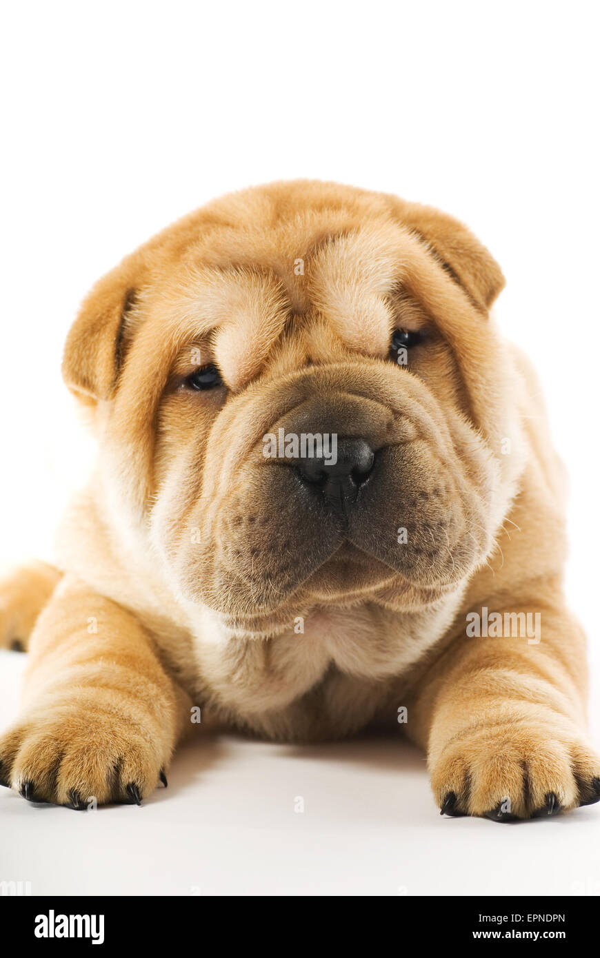 Shar pei dog breed isolated head face Fotos und Bildmaterial in hoher