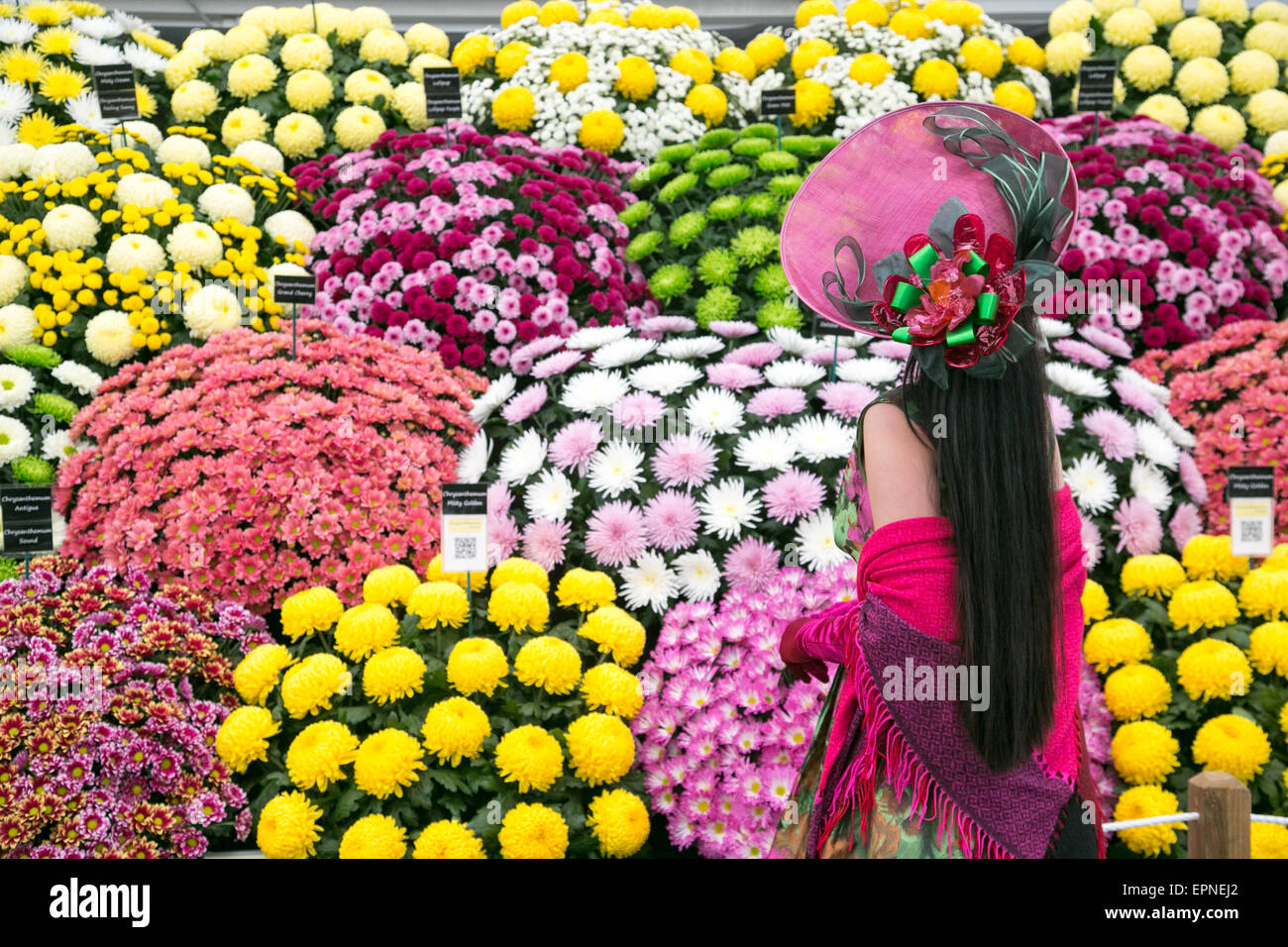 Wunderbare Farben und Blüten einschließlich Auriculas, Chrysanthemen und Rosen im RHS Chelsea Flower show 2015 Stockfoto