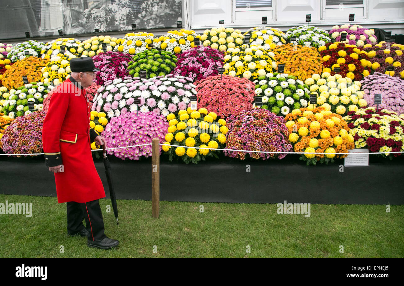 Wunderbare Farben und Blüten einschließlich Auriculas, Chrysanthemen und Rosen im RHS Chelsea Flower show 2015 Stockfoto