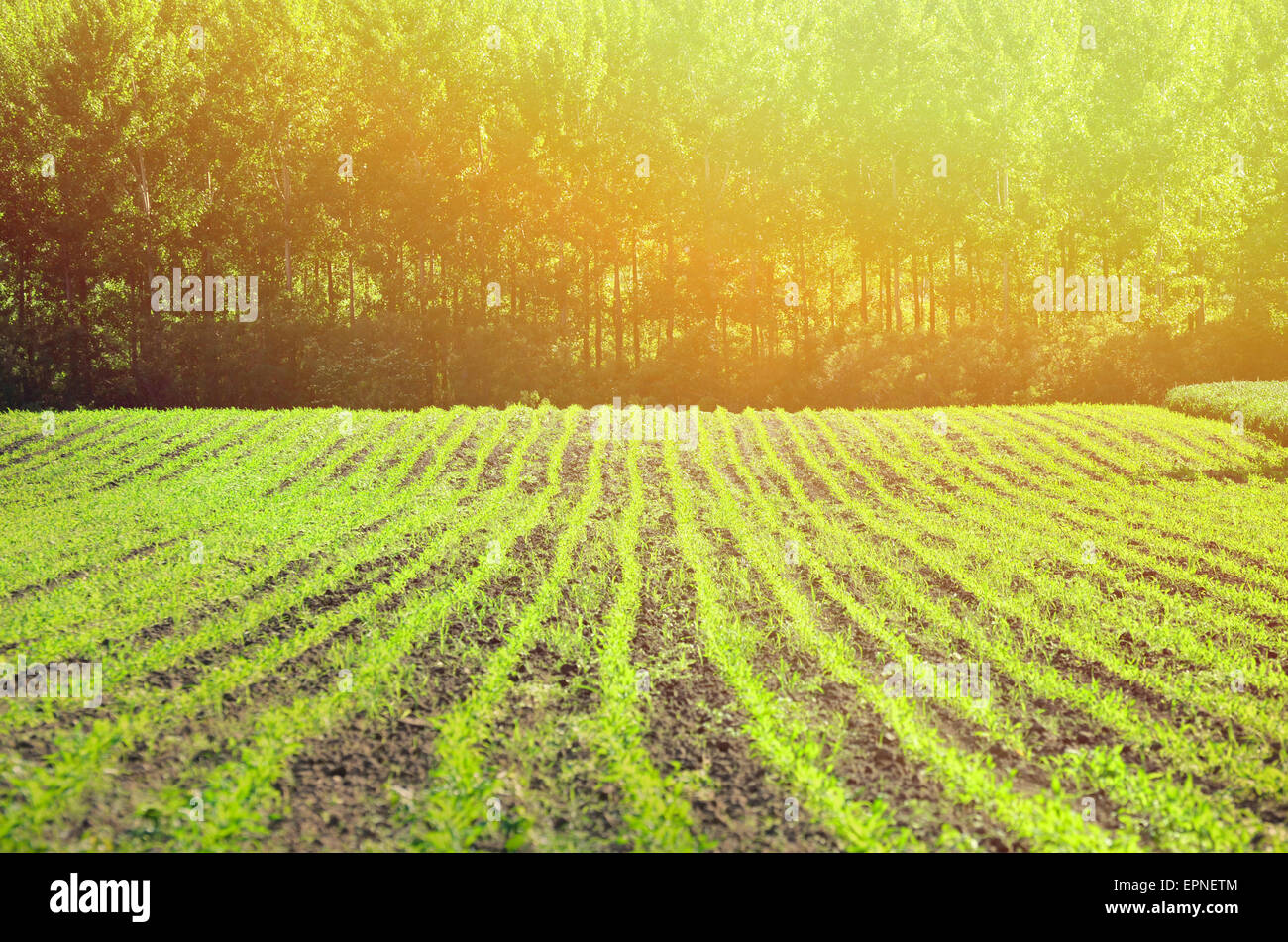 Landwirtschaftliche Betriebe mit grünen Wald auf Feld Stockfoto