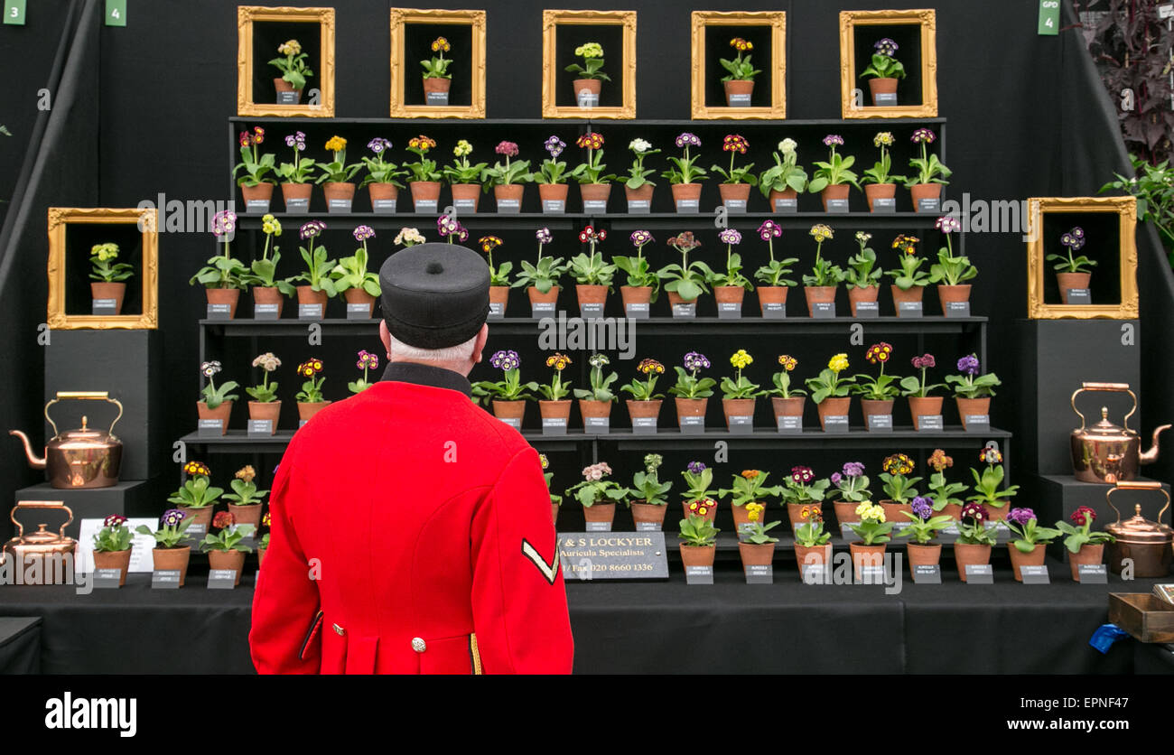 Wunderbare Farben und Blüten einschließlich Auriculas, Chrysanthemen und Rosen im RHS Chelsea Flower show 2015 Stockfoto